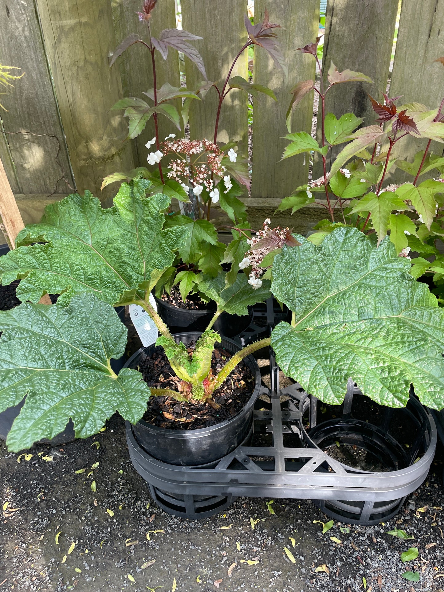 Gunnera manicata 200mm