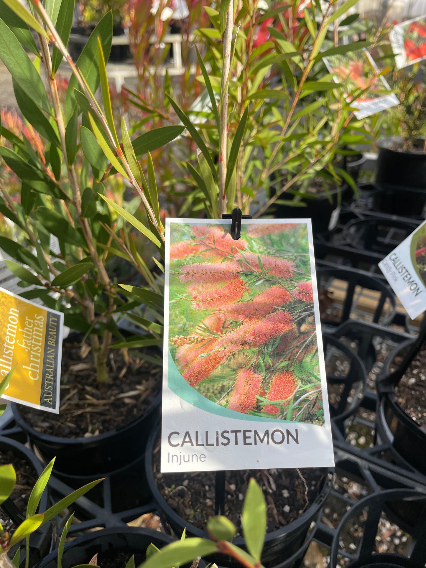 Callistemon 'Injune' - Injune Bottlebrush