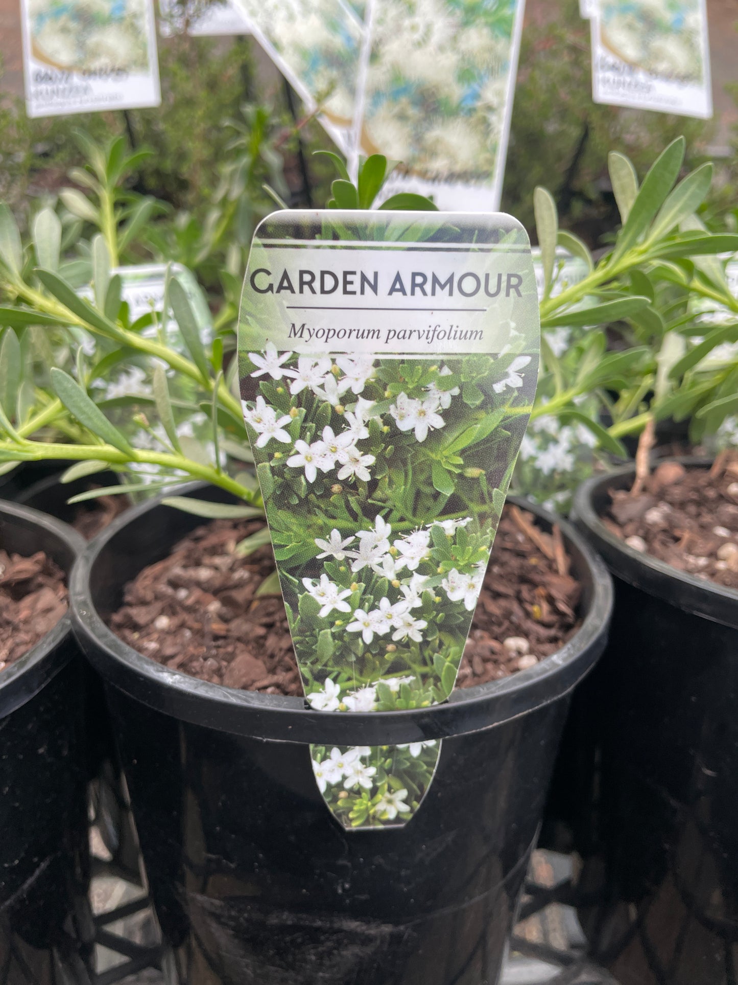 Myoporum parvifolium 'Garden Armour'