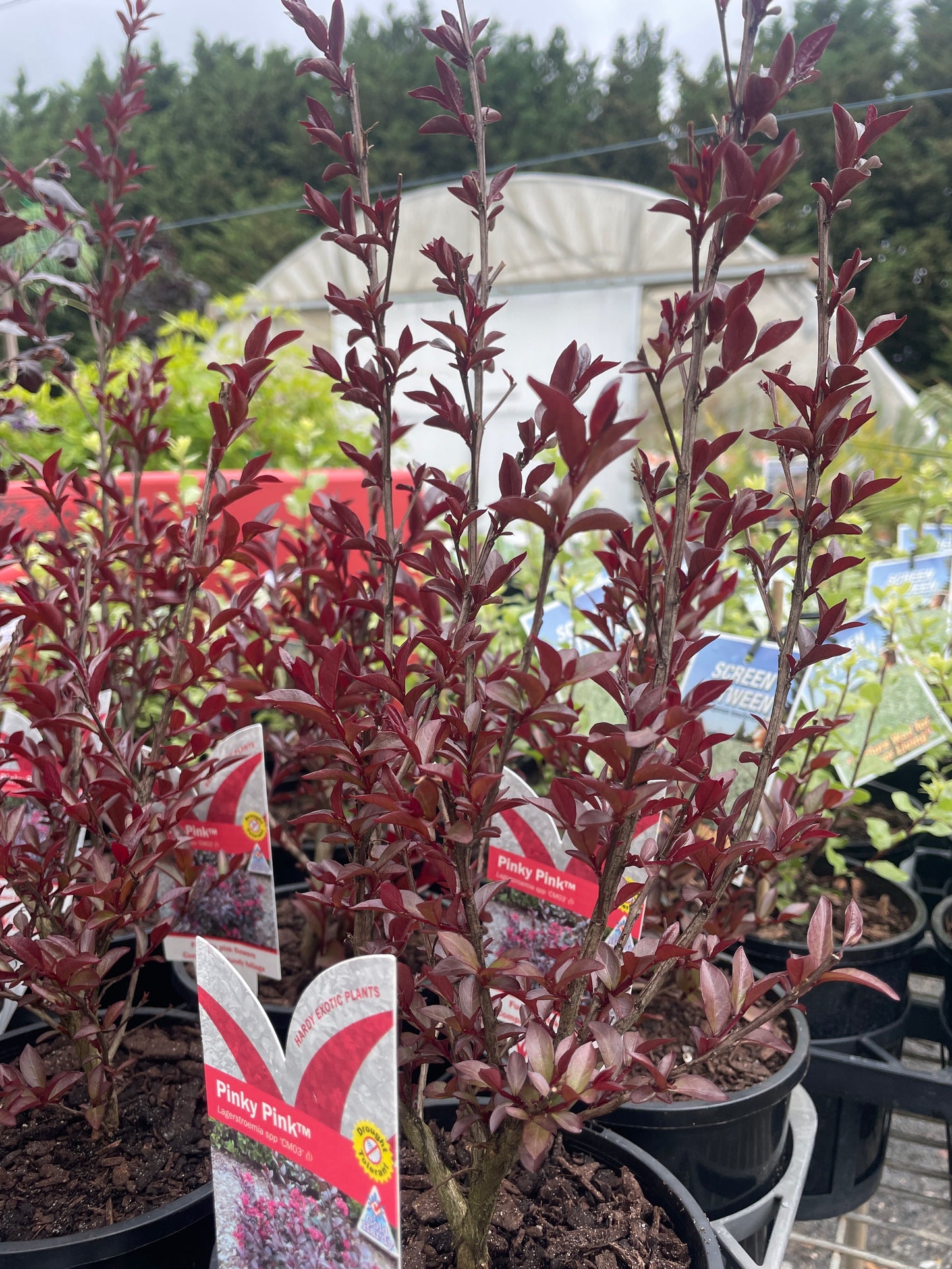 Lagerstroemia 'Pinky Pink'