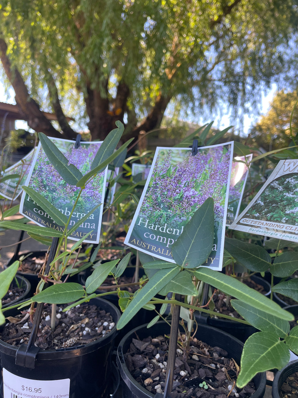 Hardenbergia comptoniana 'Purple'
