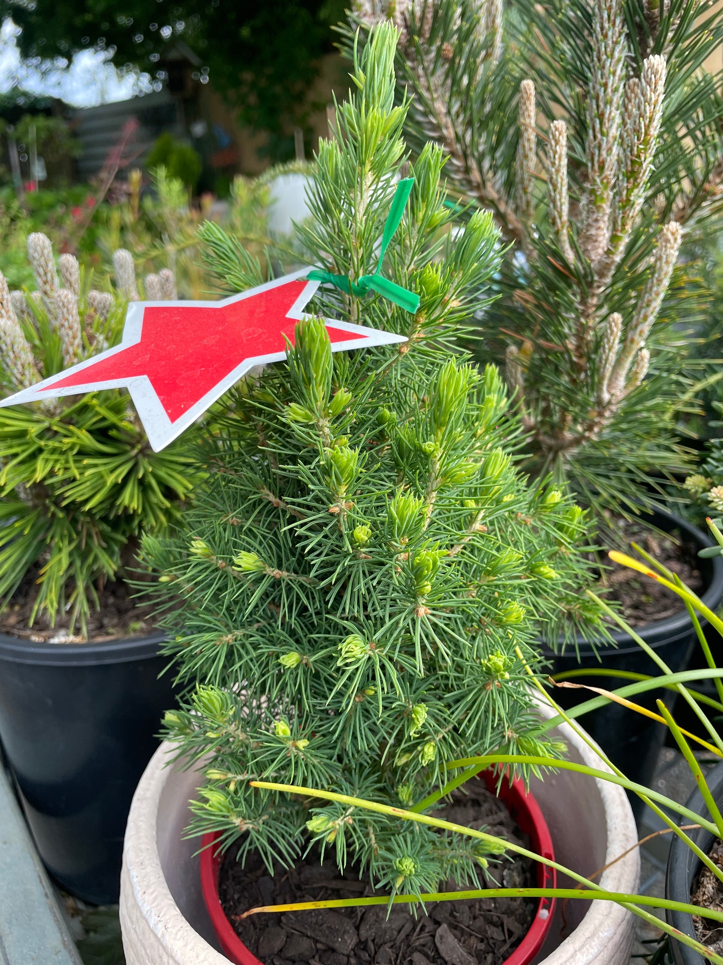 Picea glauca 'Christmas Star'