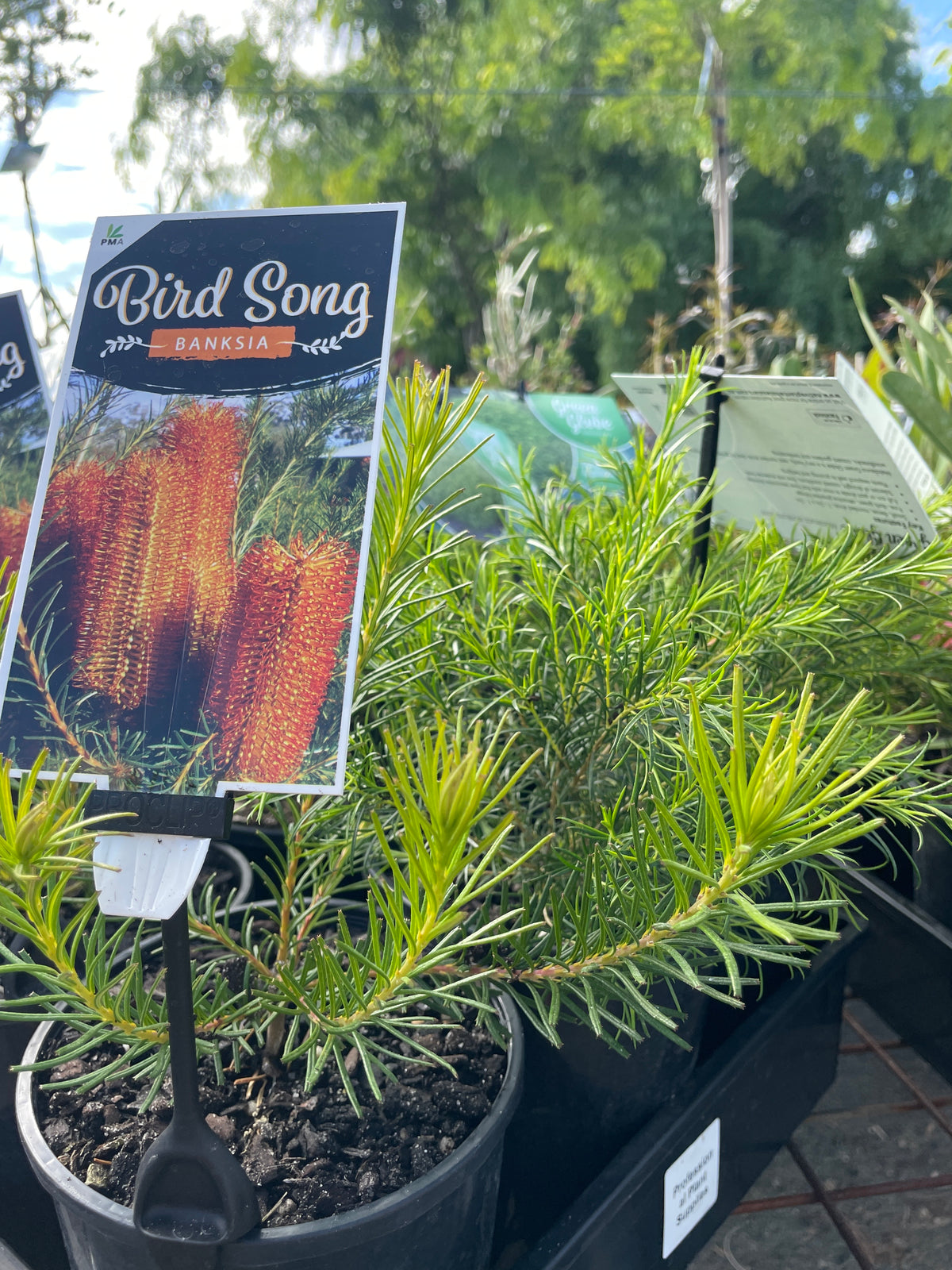 Banksia spinulosa × ericifolia 'Bird Song'
