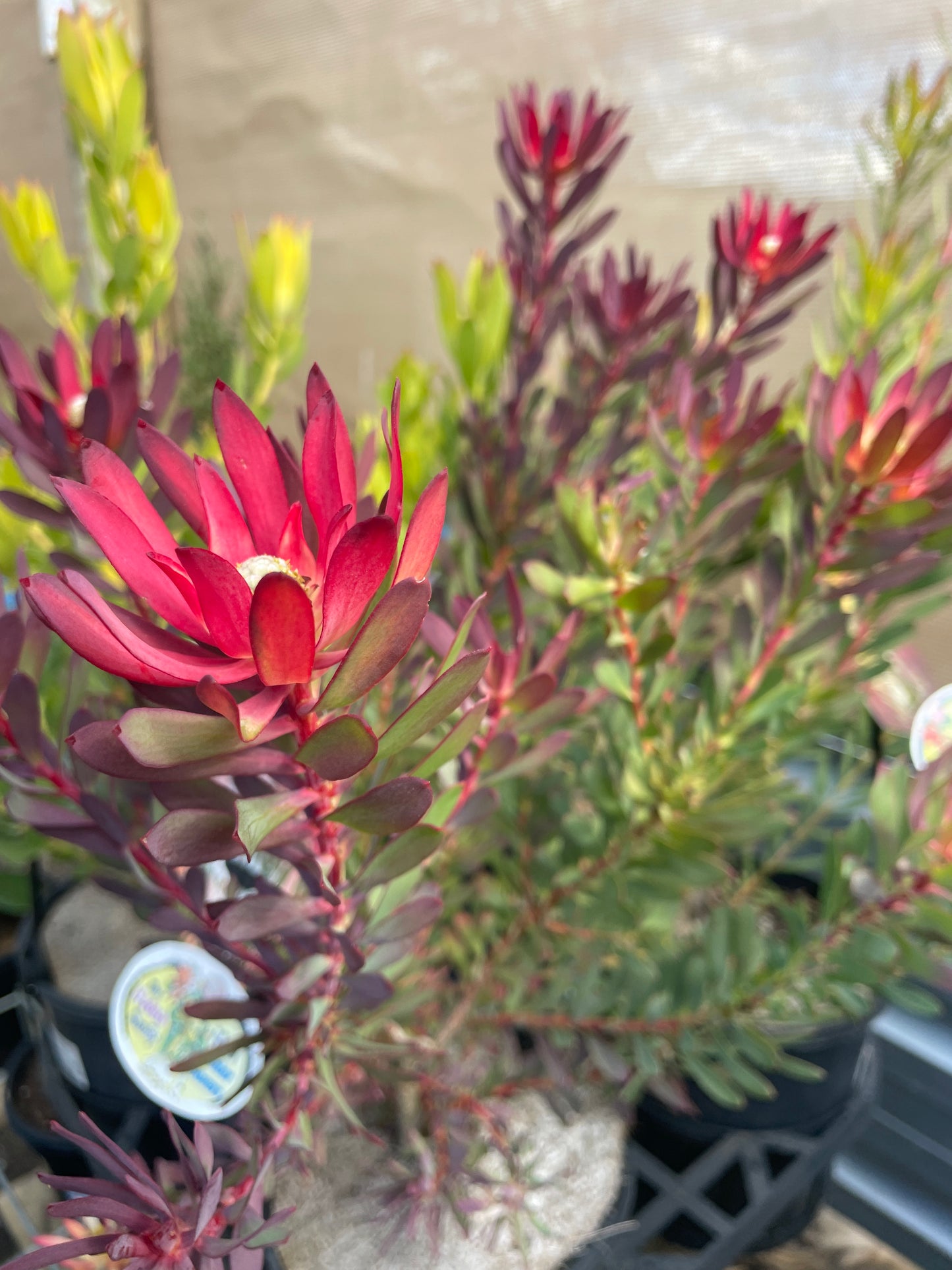 Leucadendron 'Devils Blush'