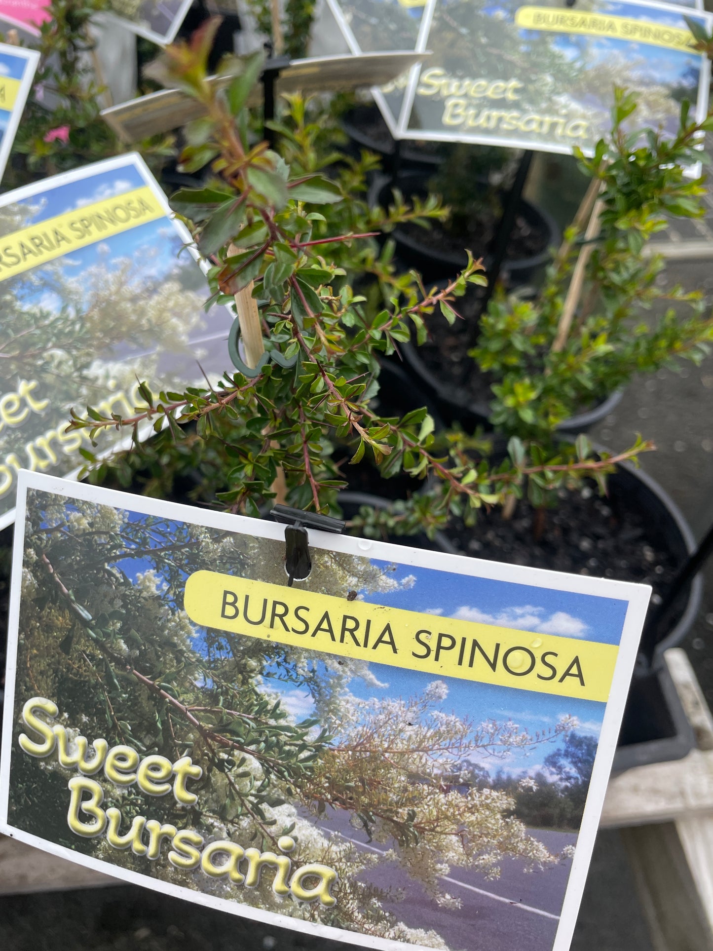 Bursaria spinosa