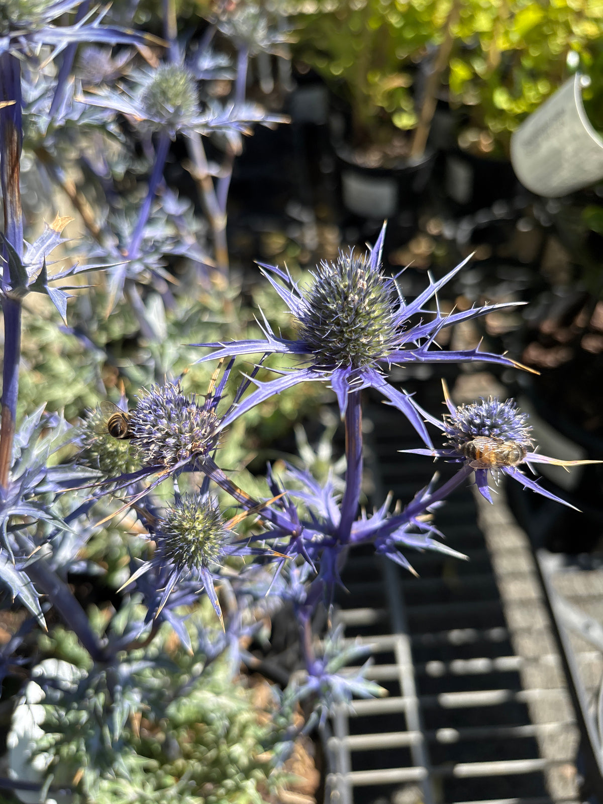 Eryngium bourgatii 'Lapis Blue'