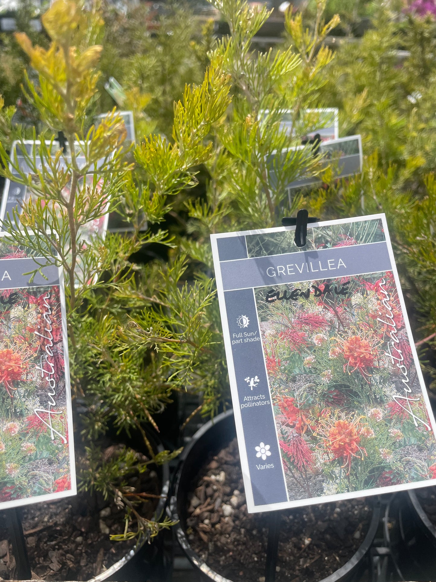 Grevillea 'Ellendale'