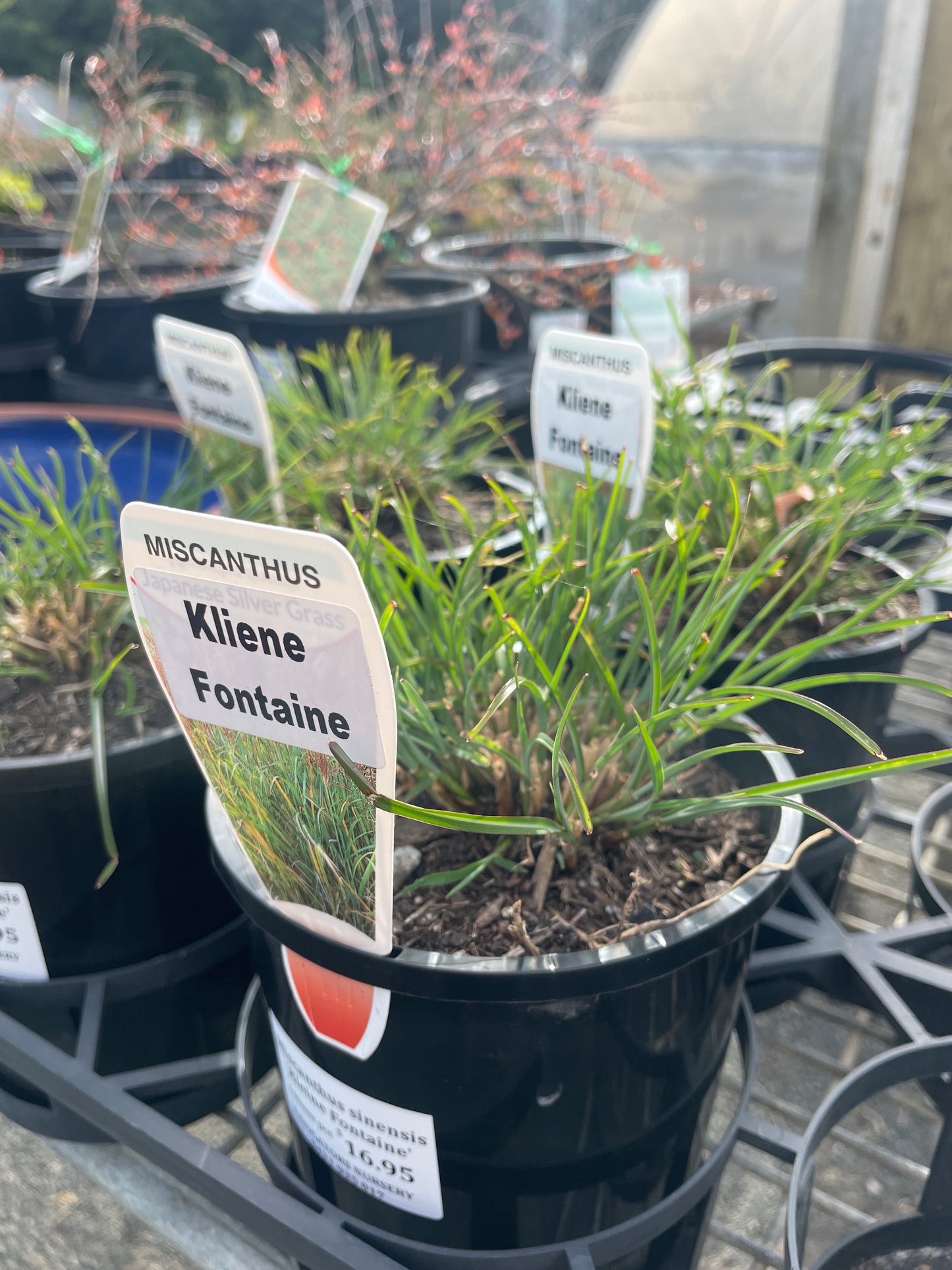 Miscanthus 'Kleine Fontaine'