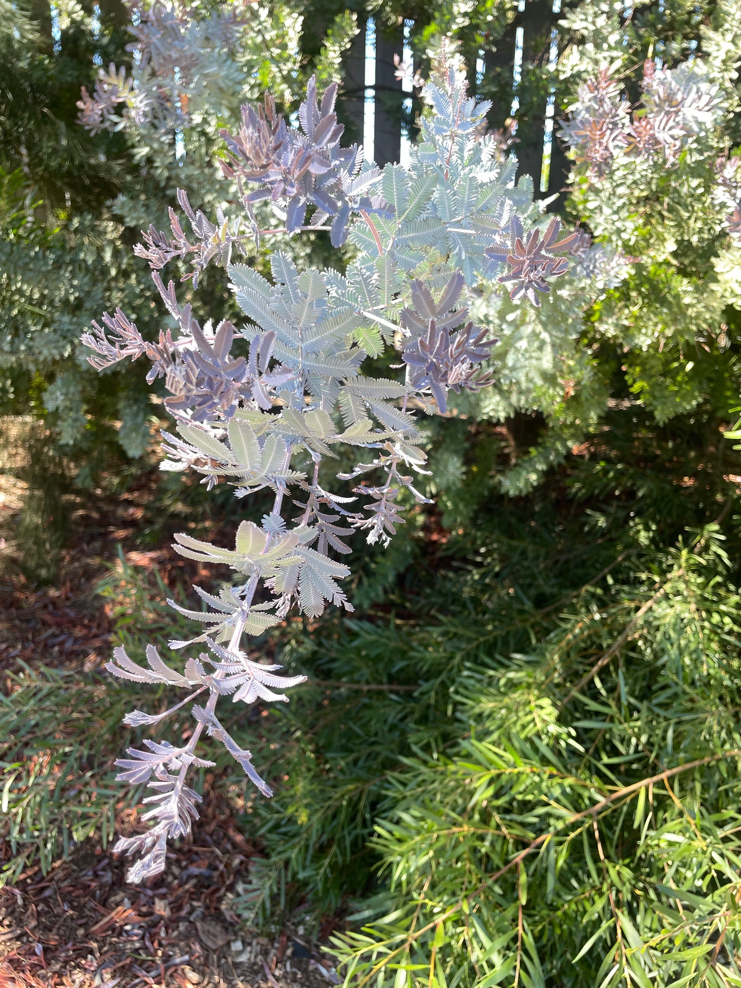 Acacia baileyana ‘Purpurea’