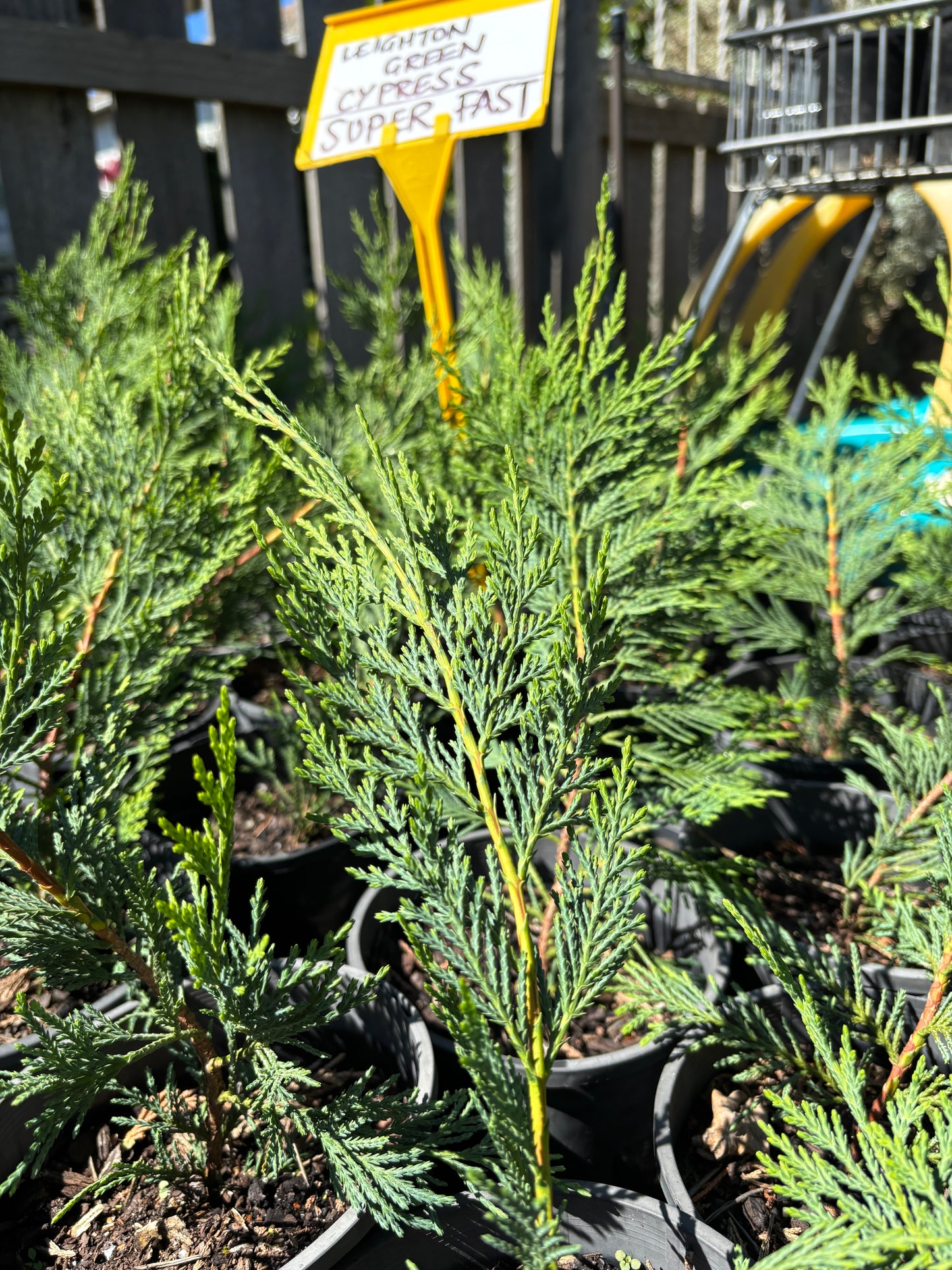 Cupressocyparis leylandii 'Leighton Green'