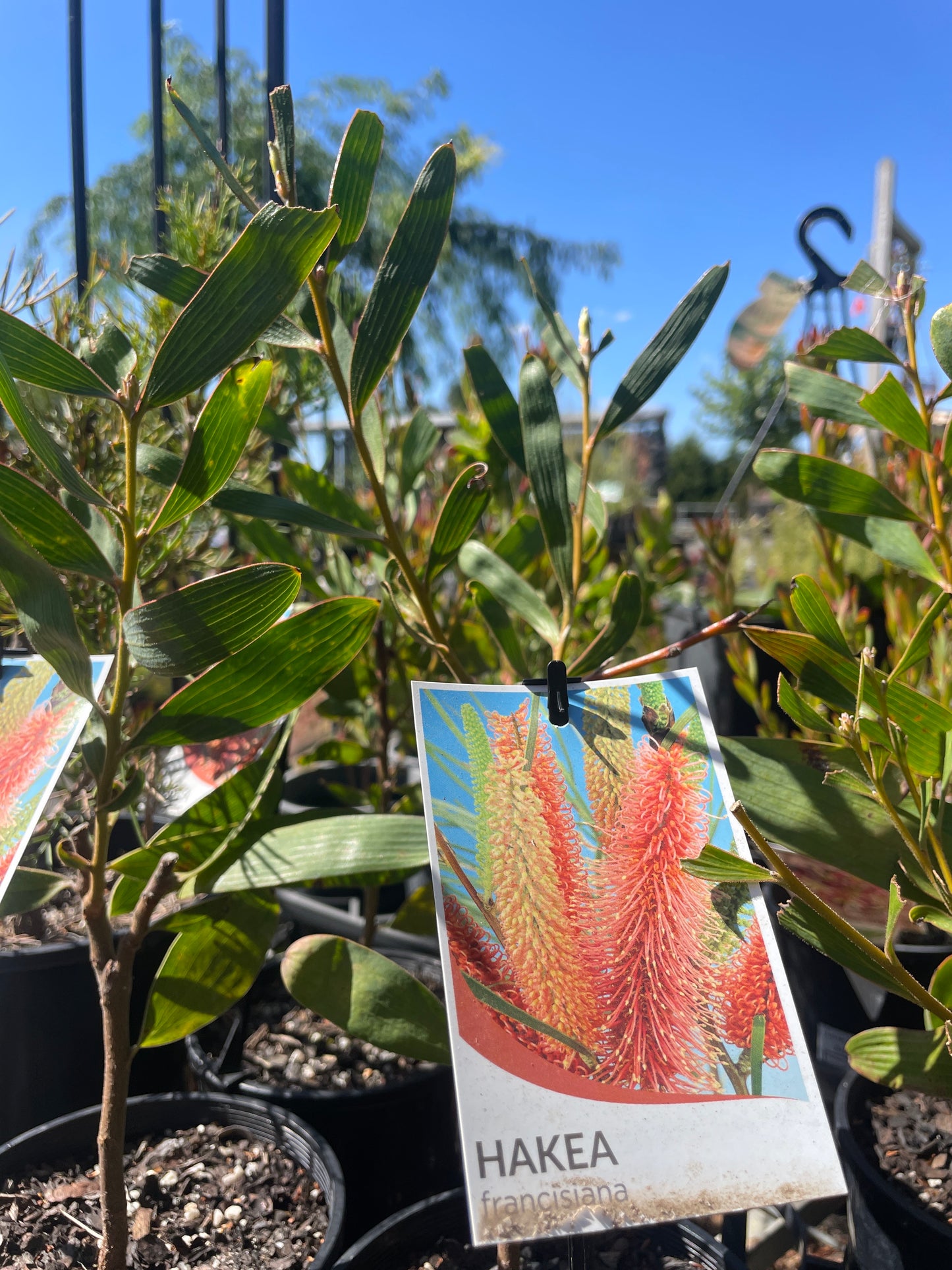Hakea francisiana