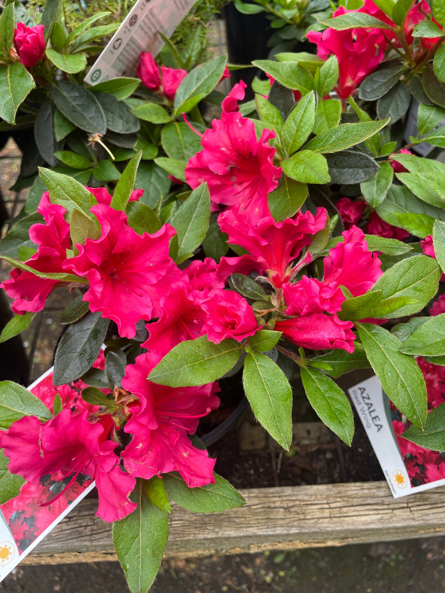 Azalea 'Red Wing'