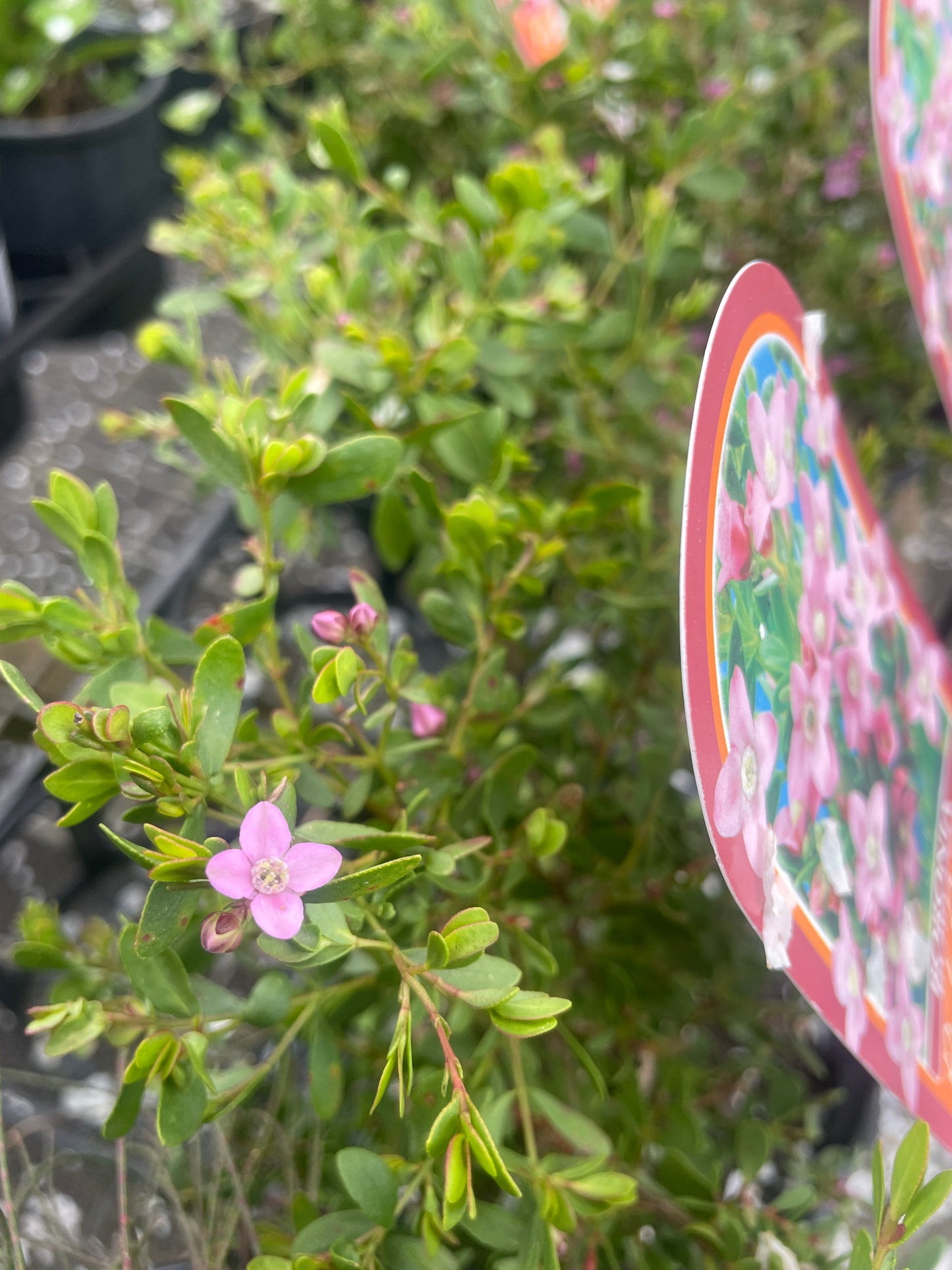 Boronia 'Pink Passion'