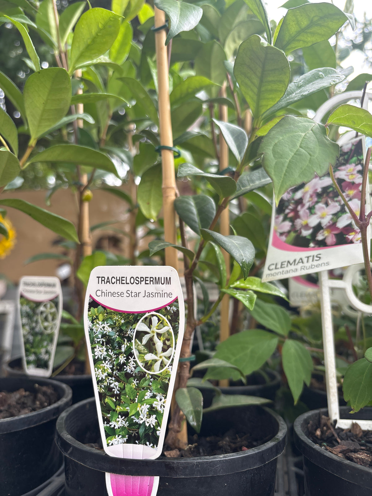 Trachelospermum jasminoides - Chinese star jasmine