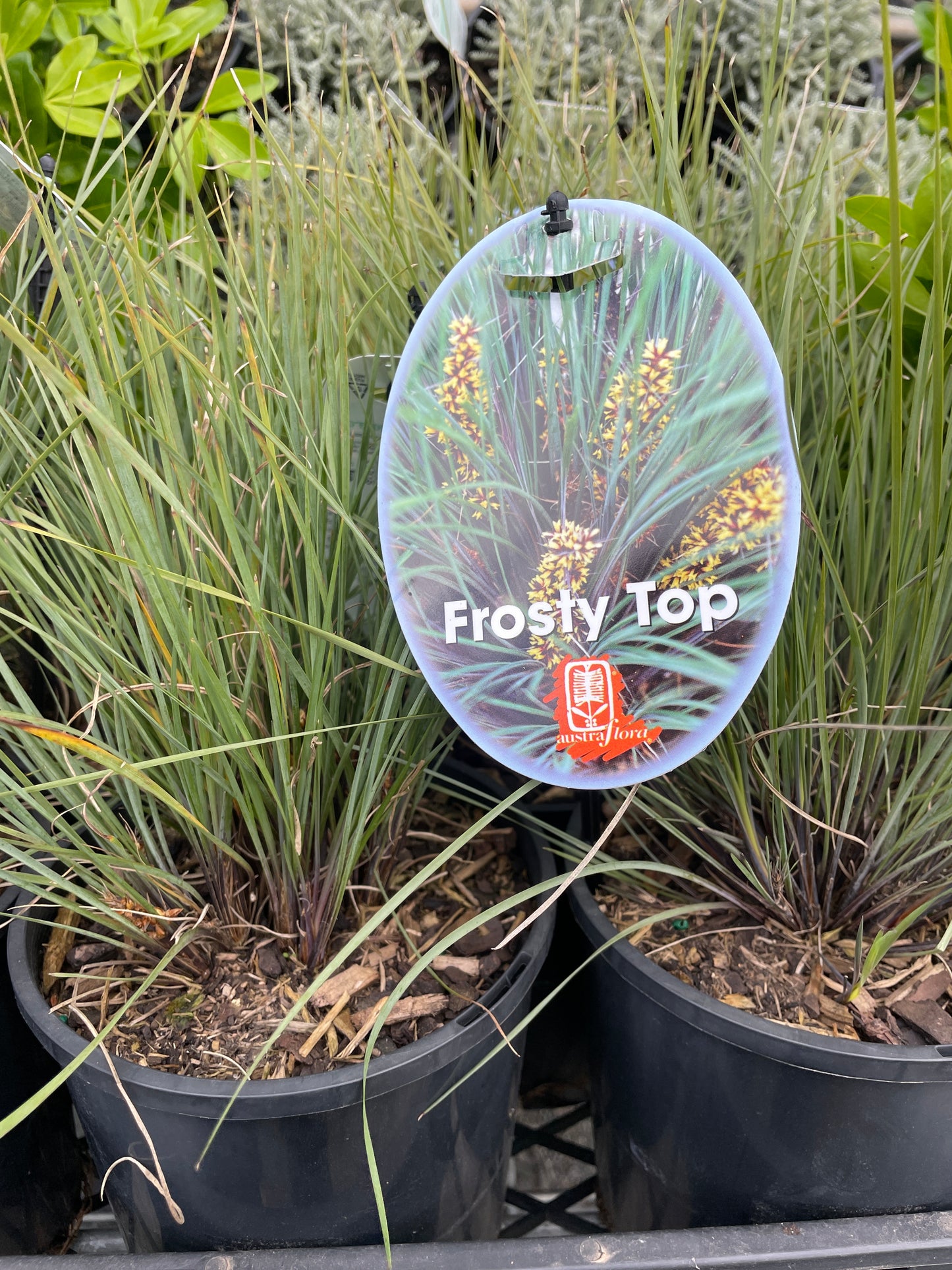 Lomandra 'Frosty Top' 140mm