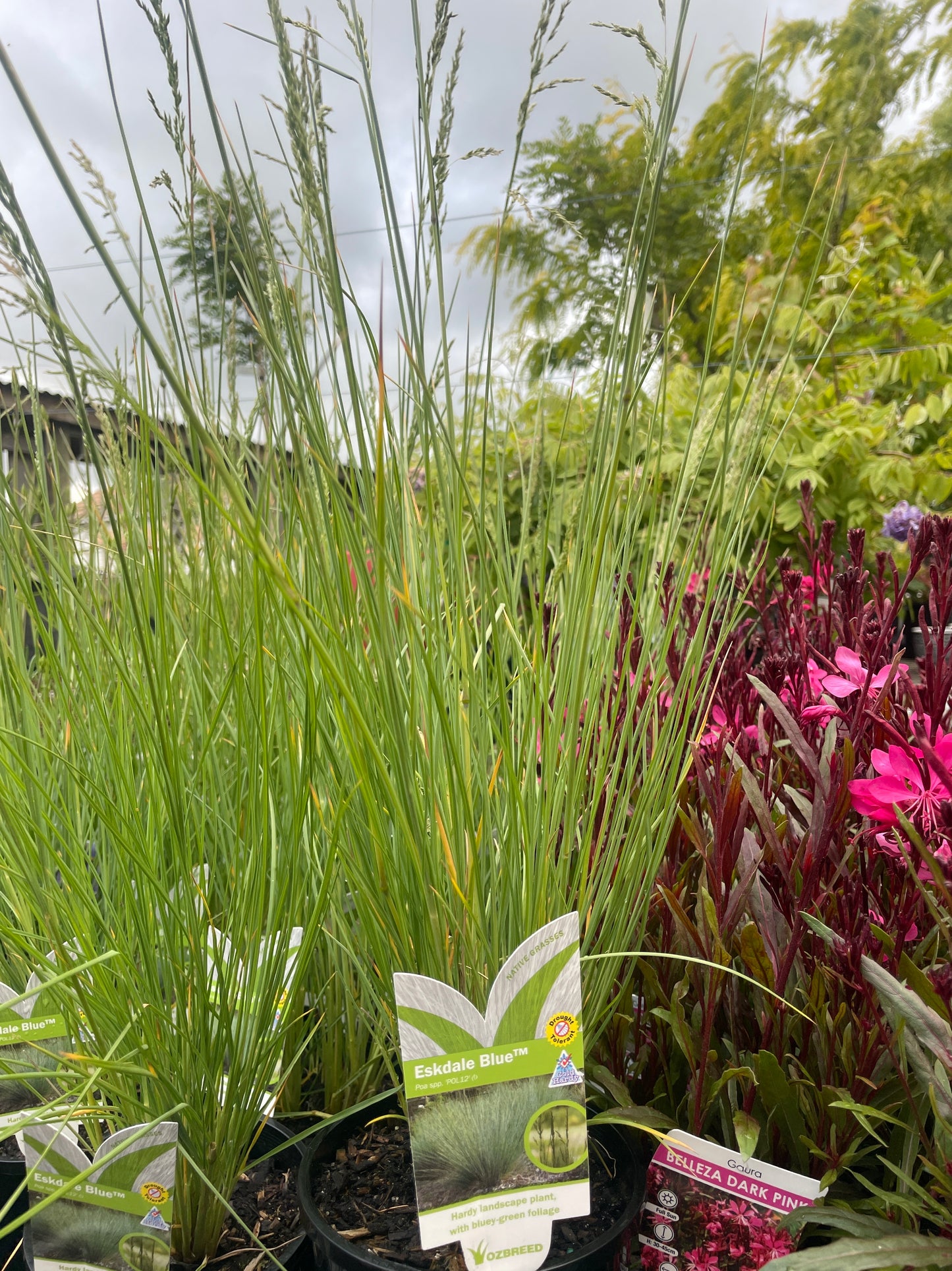 Poa spp. 'Eskdale Blue™'