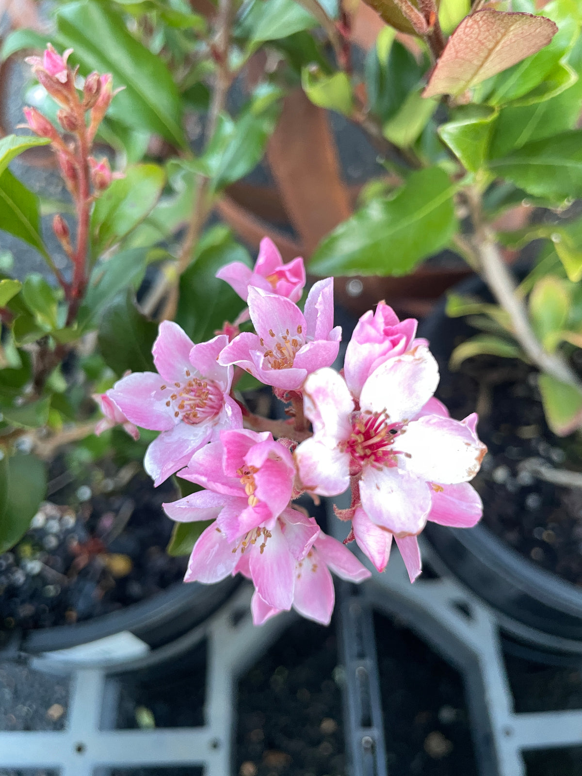 Rhaphiolepis indica 'Springtime'