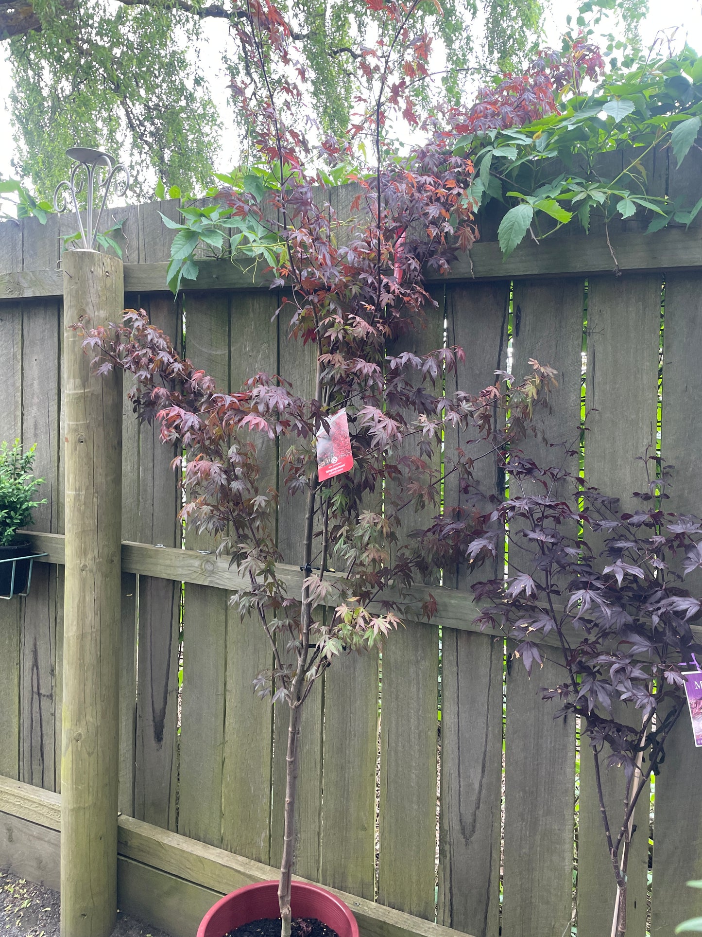 Acer palmatum 'Atropurpureum'