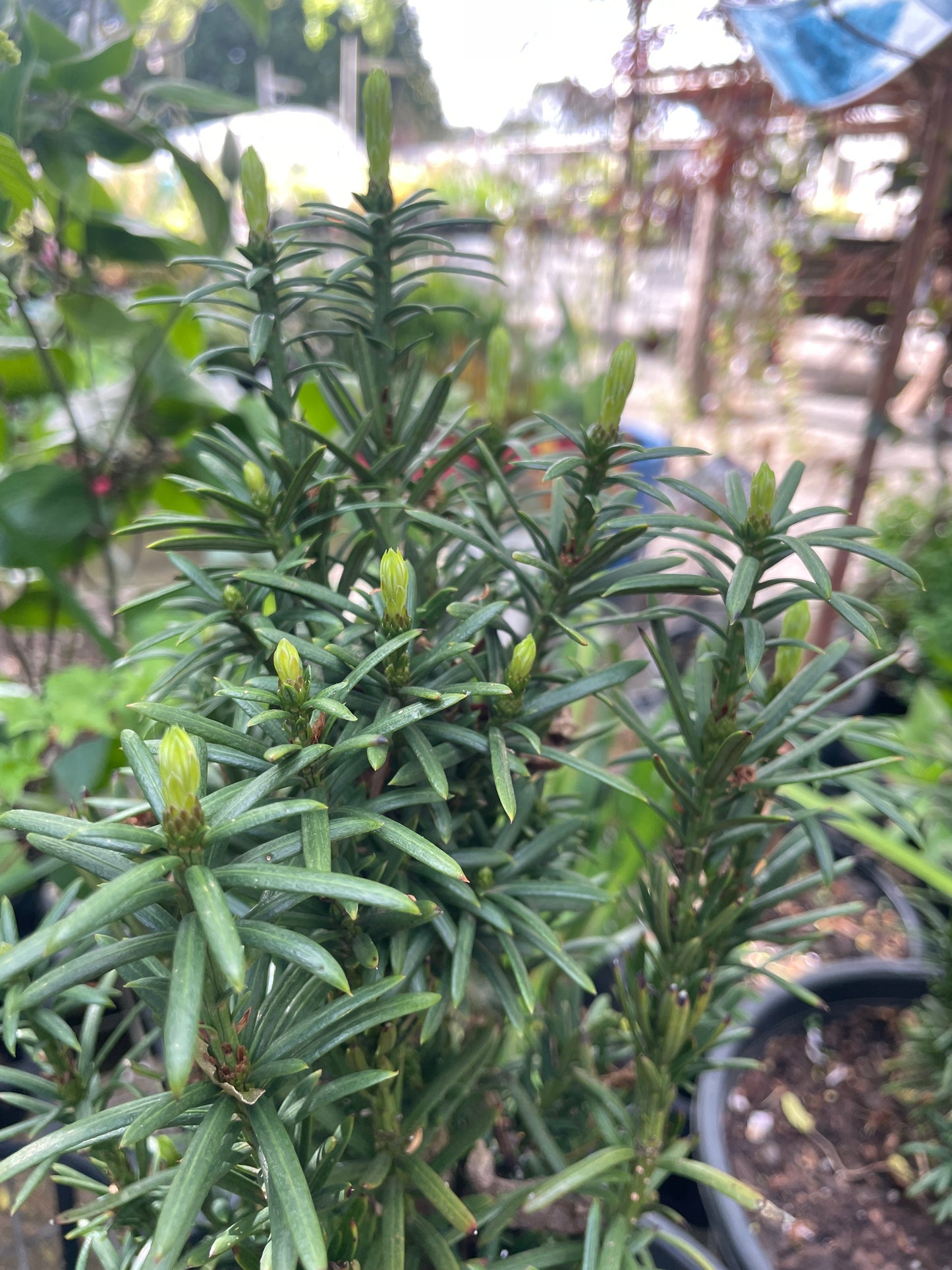 Cephalotaxus harringtonia - Japanese Plum Yew