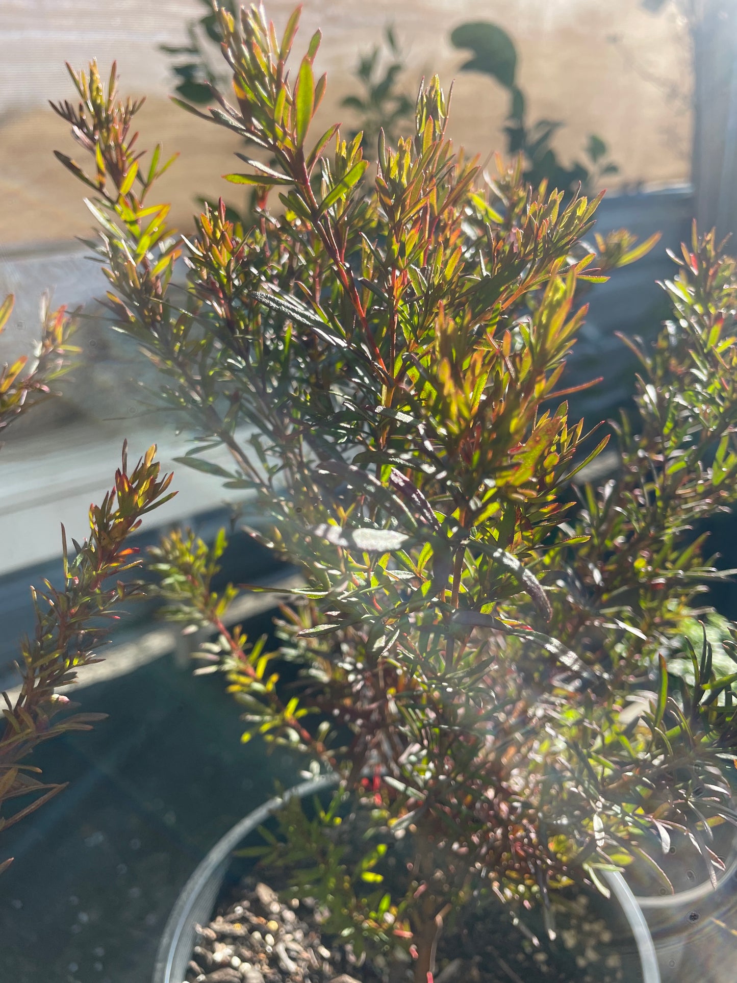 Boronia heterophylla - Red Boronia