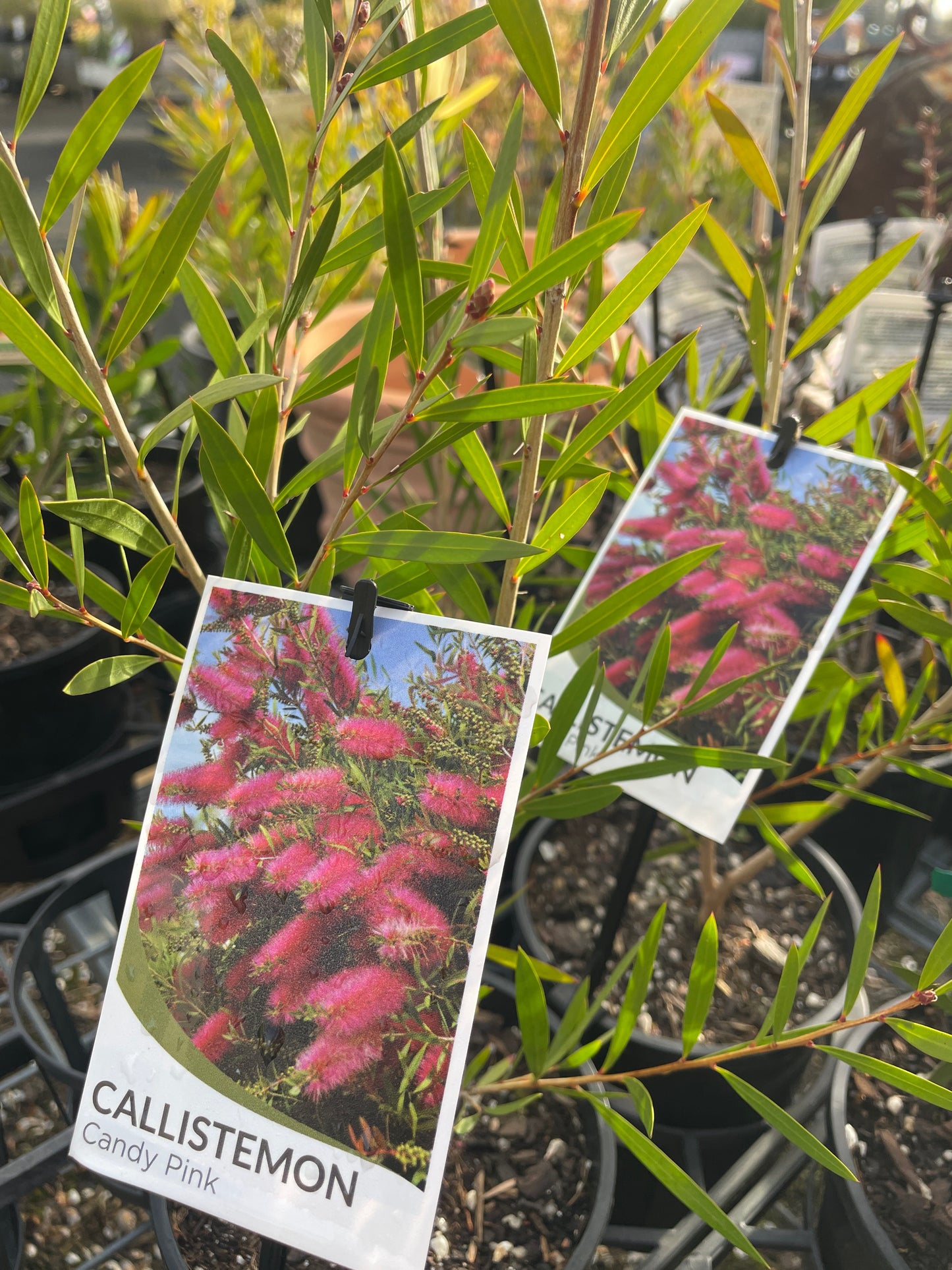 Callistemon 'Candy Pink' - Candy Pink Bottlebrush