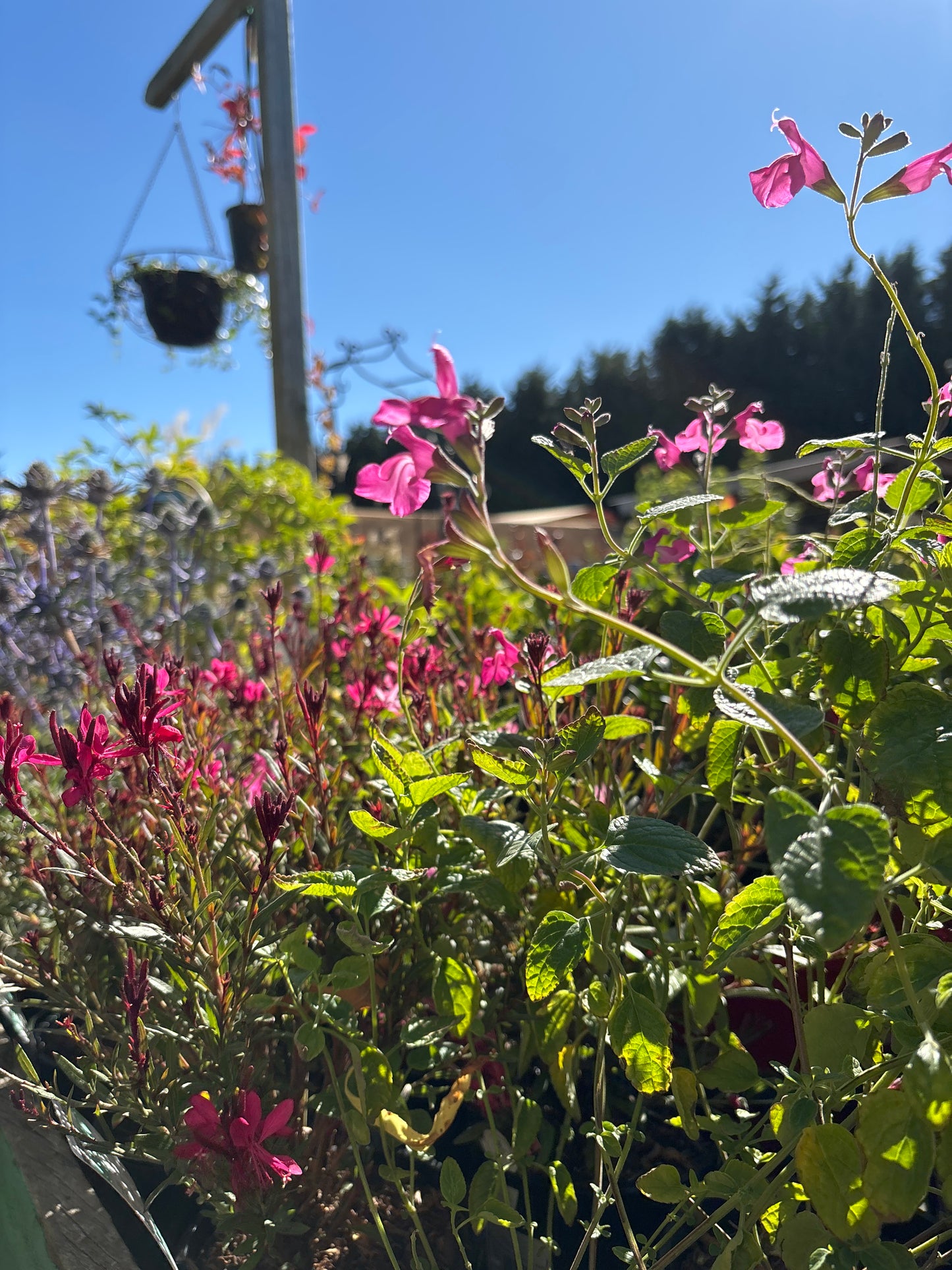 Salvia 'Cyclamen'