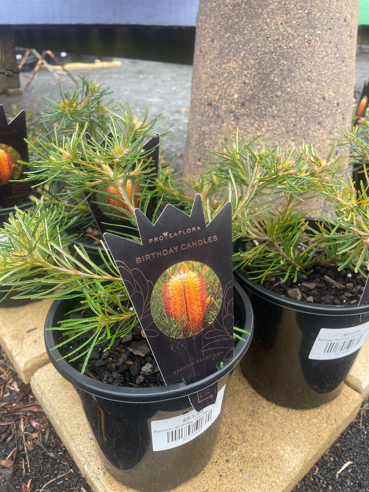 Banksia 'Birthday Candles'