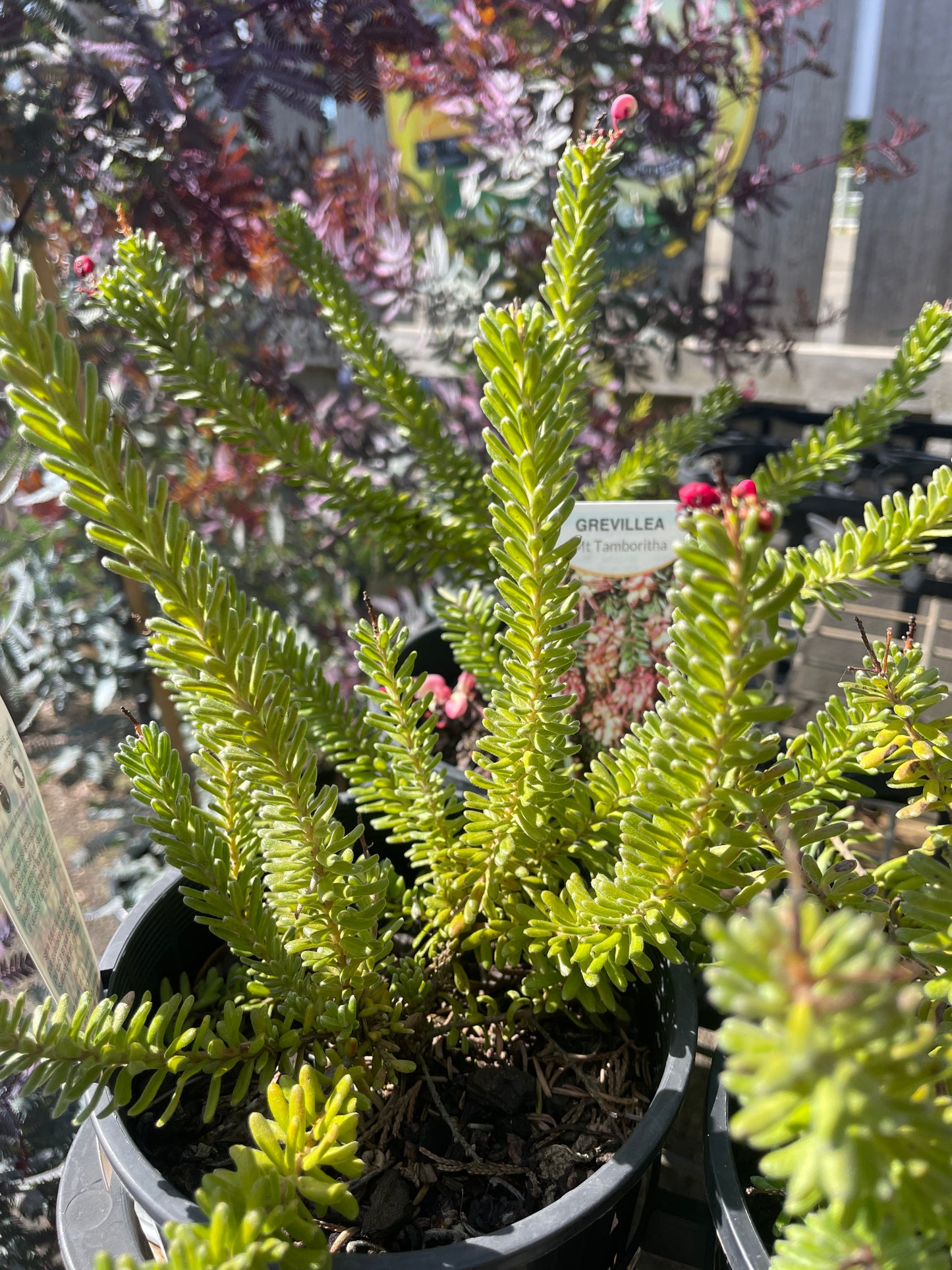 Grevillea lanigera 'Mt Tamboritha' - Woolly Grevillea