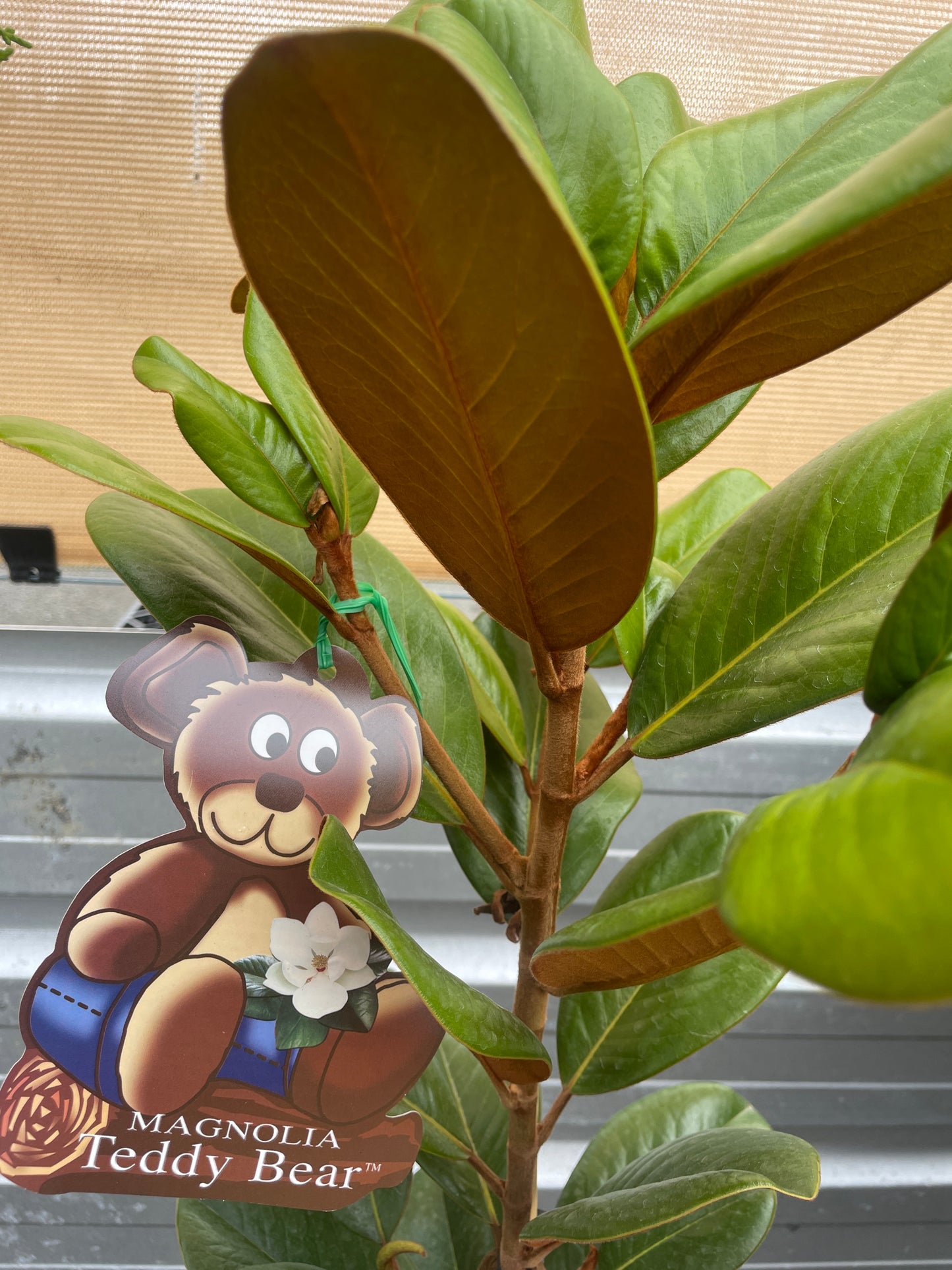 Magnolia grandiflora 'Teddy Bear'