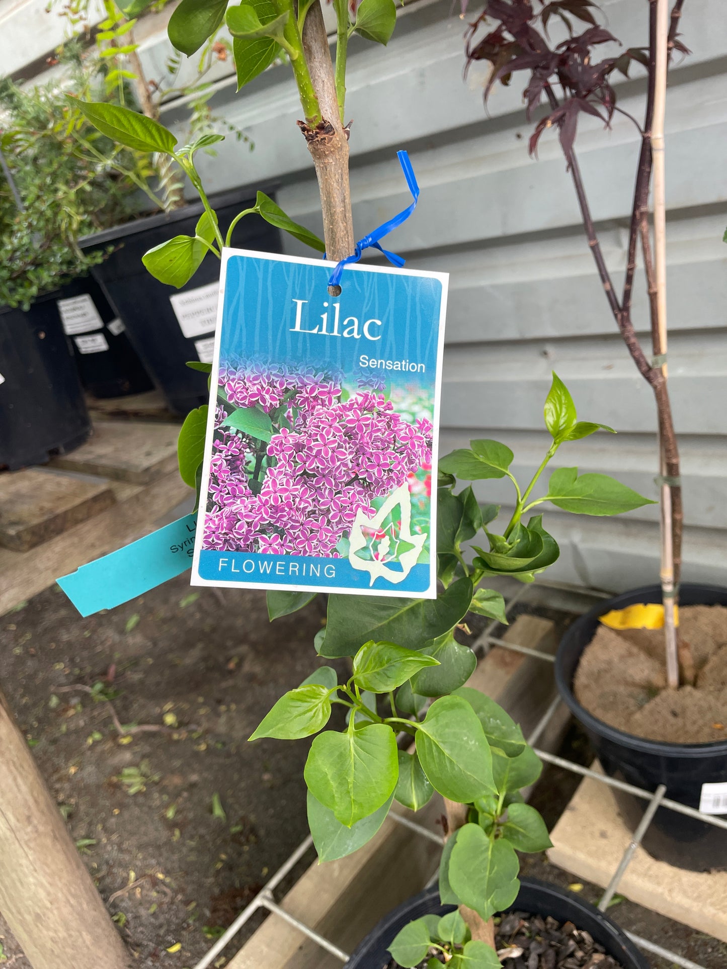 Syringa vulgaris 'Sensation' 250mm