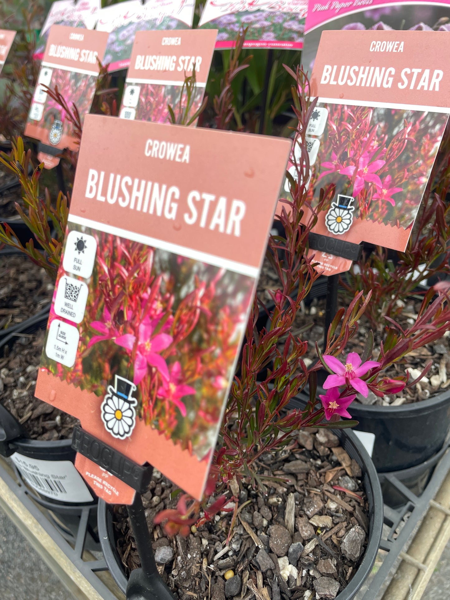Crowea 'Blushing Star'