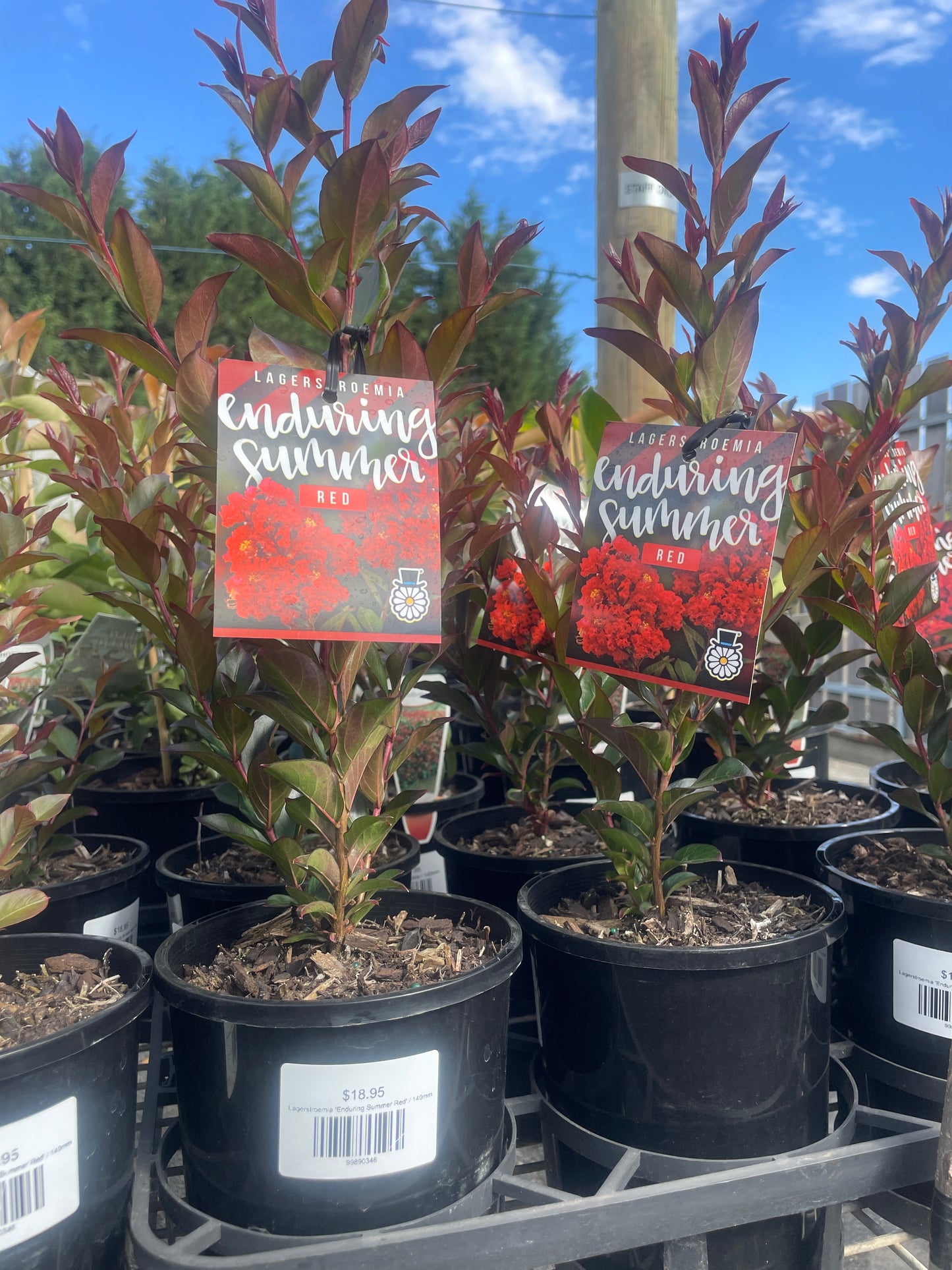 Lagerstroemia 'Enduring Summer Red'