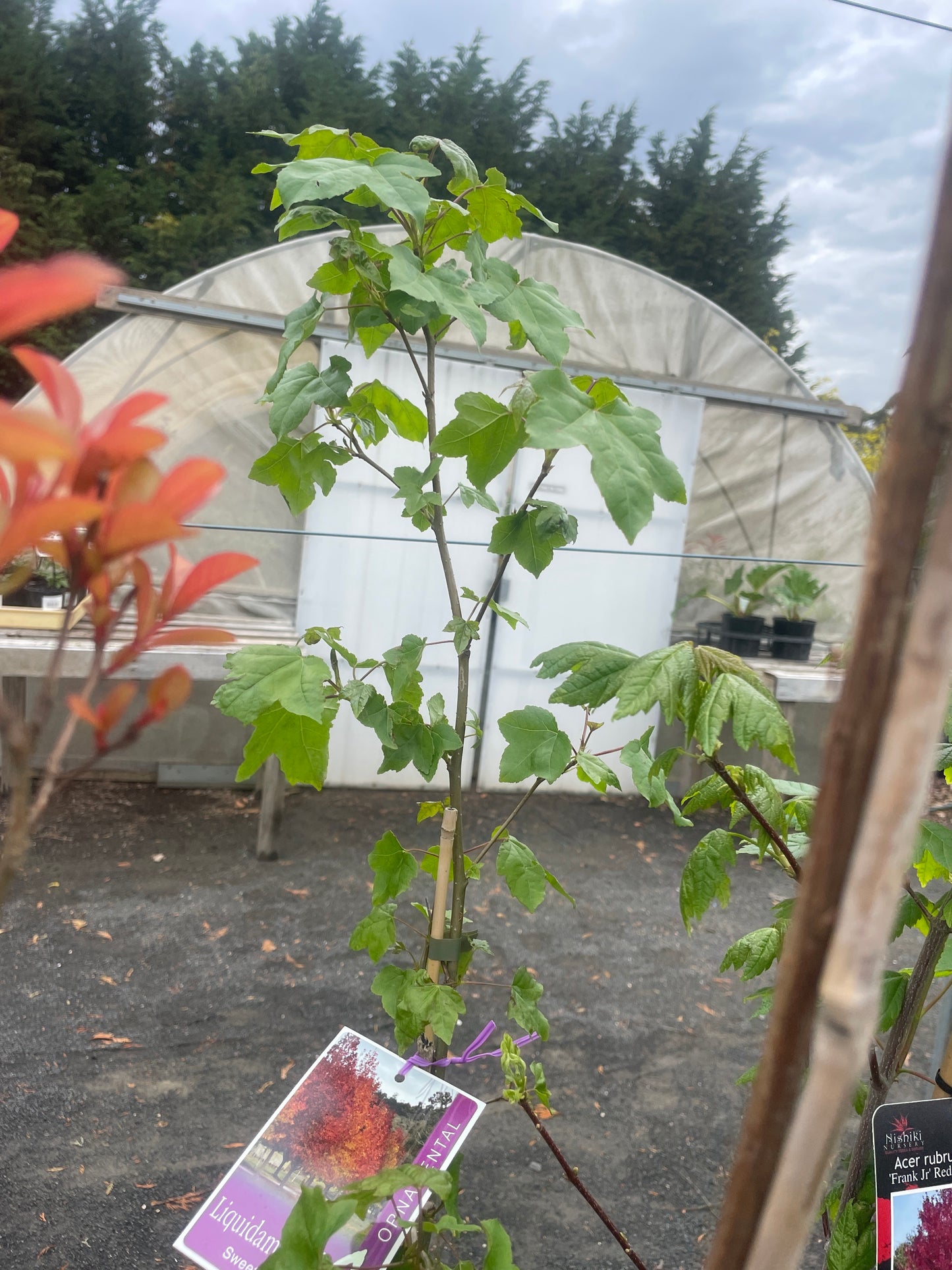 Liquidambar styraciflua 200mm