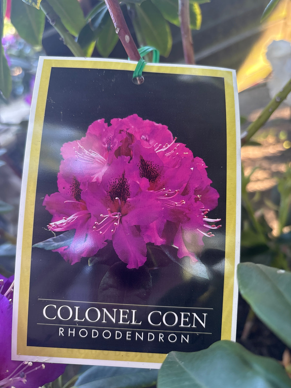 Rhododendron ‘Colonel Coen’