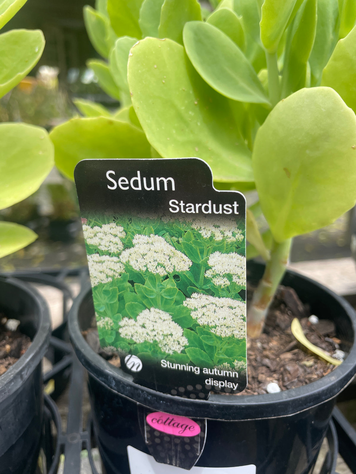 Sedum 'Stardust'