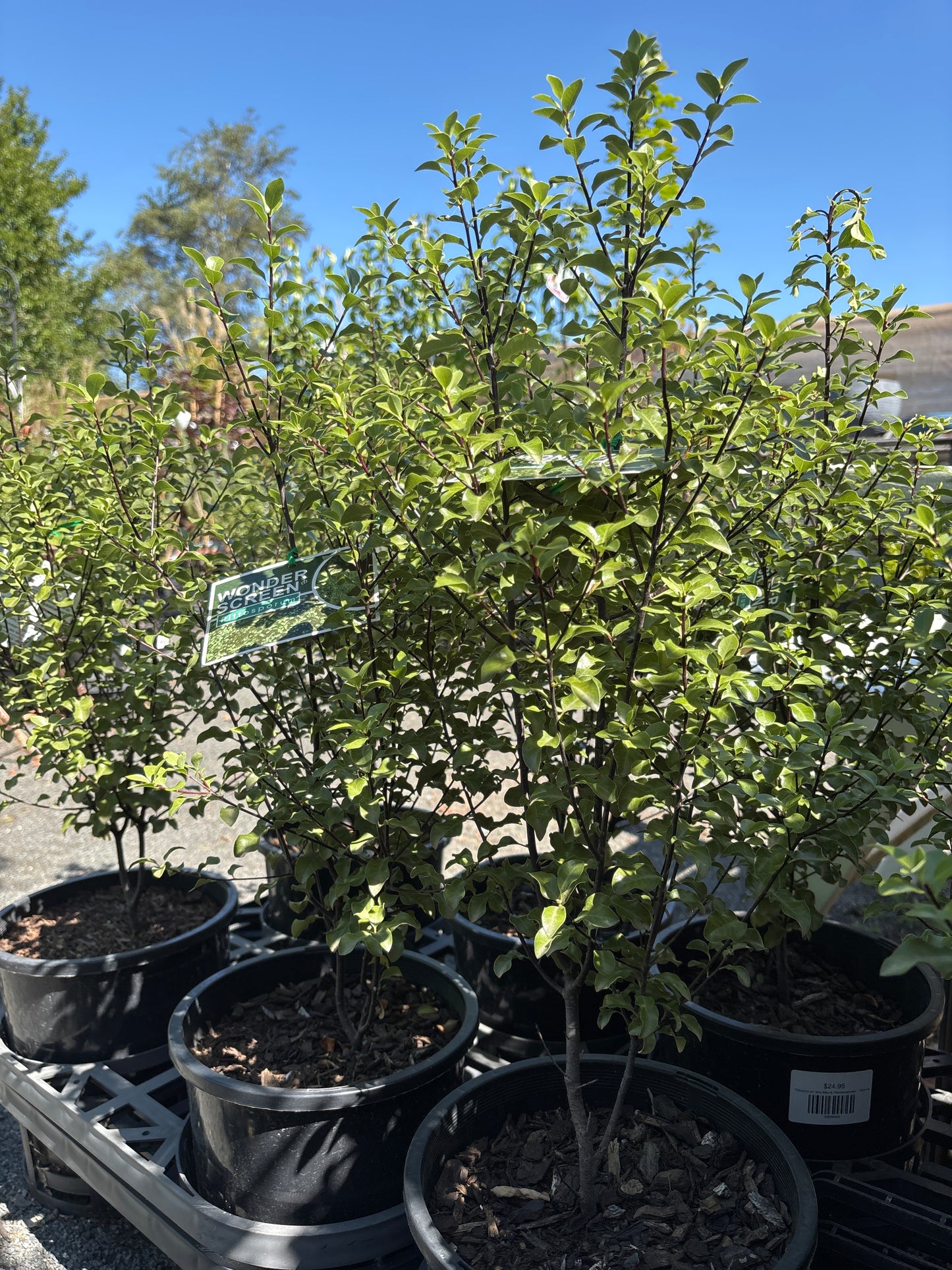 Pittosporum tenuifolium - Wonderscreen