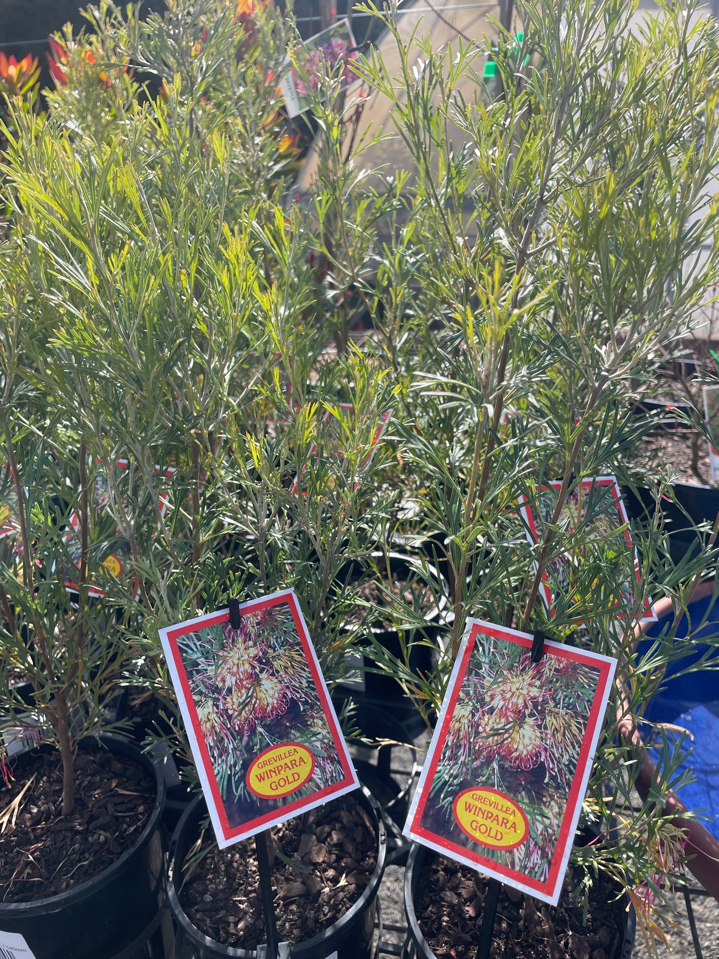 Grevillea 'Winpara Gold'