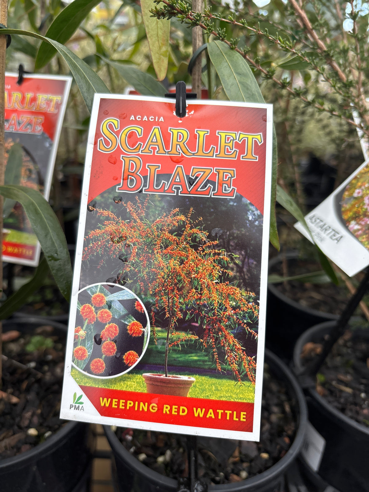 Acacia leprosa 'Scarlet Blaze' (Cinnamon Wattle)