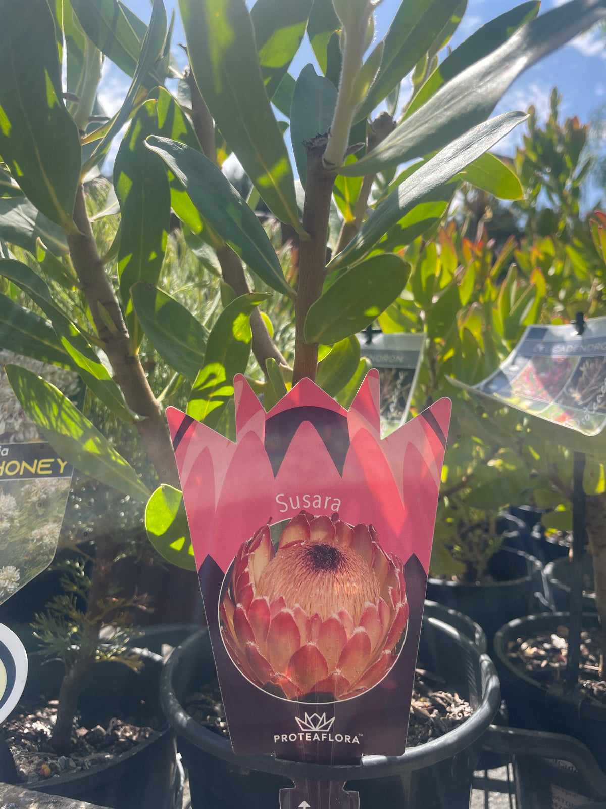 Protea 'Susara'