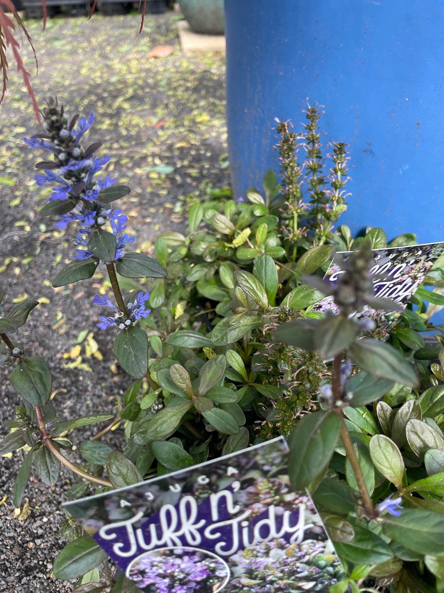 Ajuga reptans 'Tuff n Tidy'