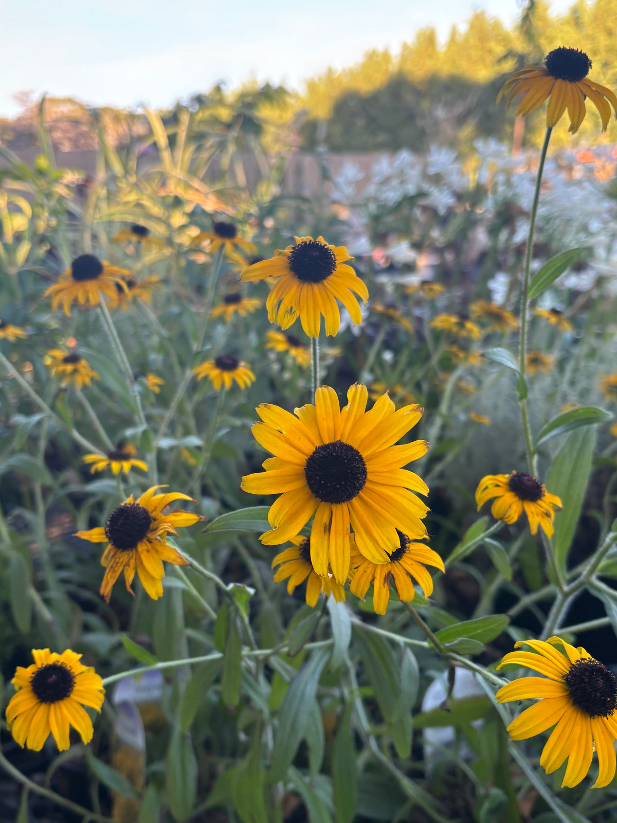 Rudbeckia fulgida 'American Gold Rush'