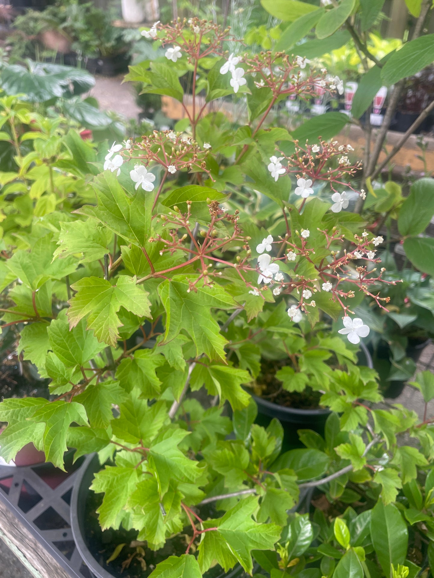 Viburnum opulus 'Notcutt's Variety'