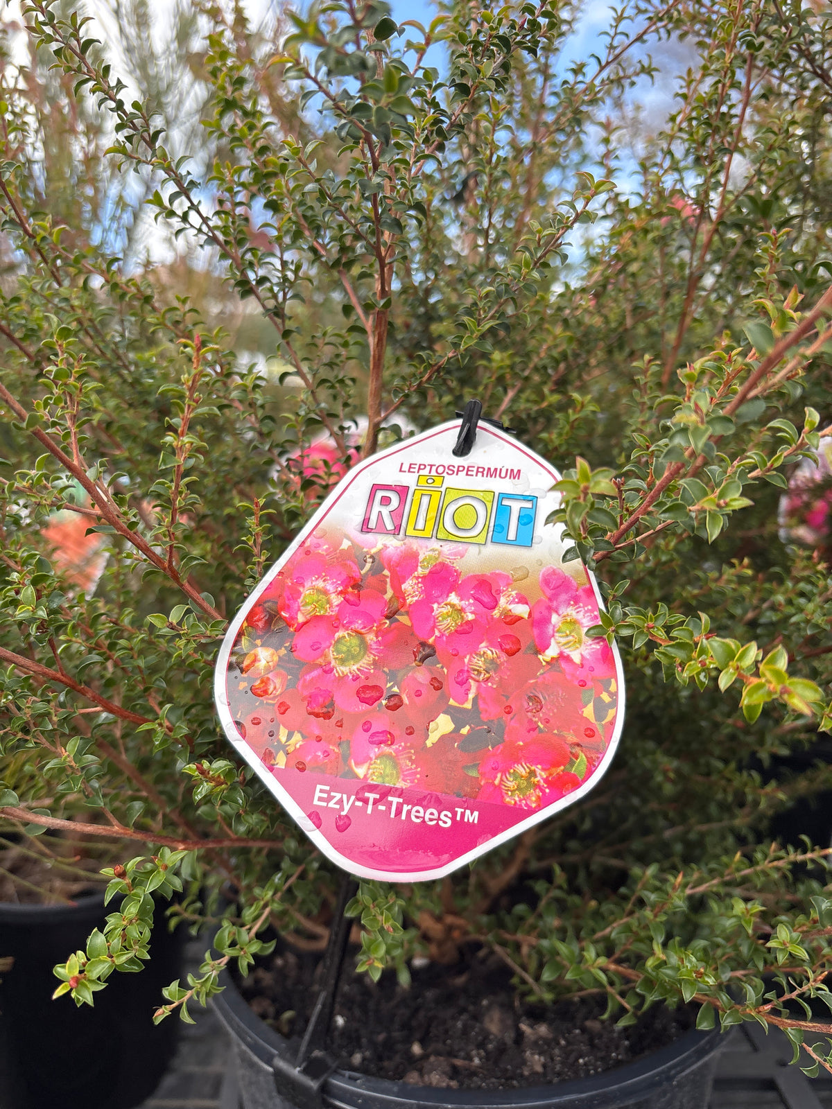 Leptospermum 'Riot' - Tea Tree