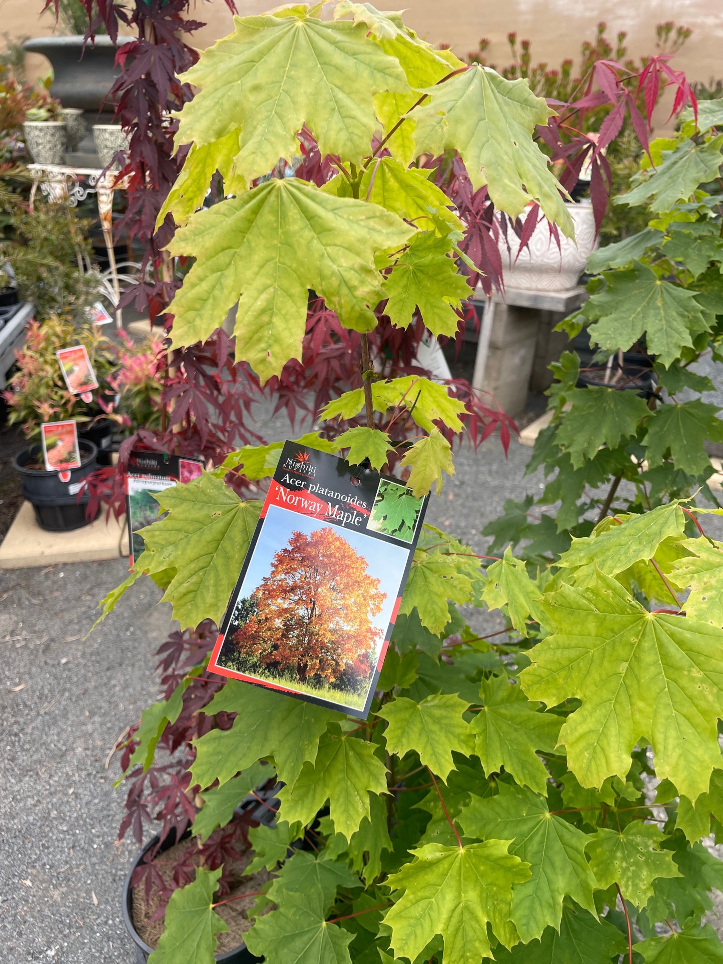 Acer platanoides