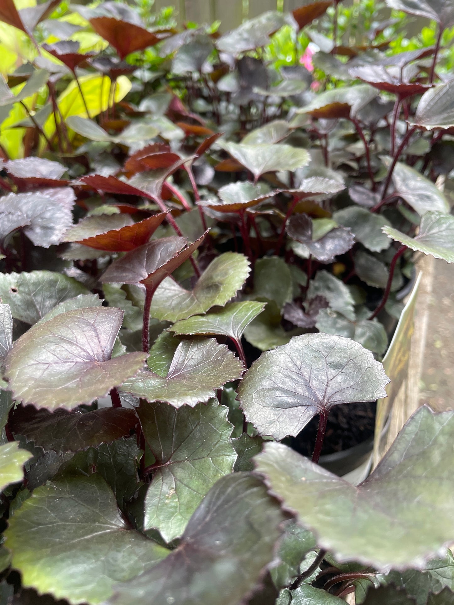 Ligularia dentata 'Pandora'