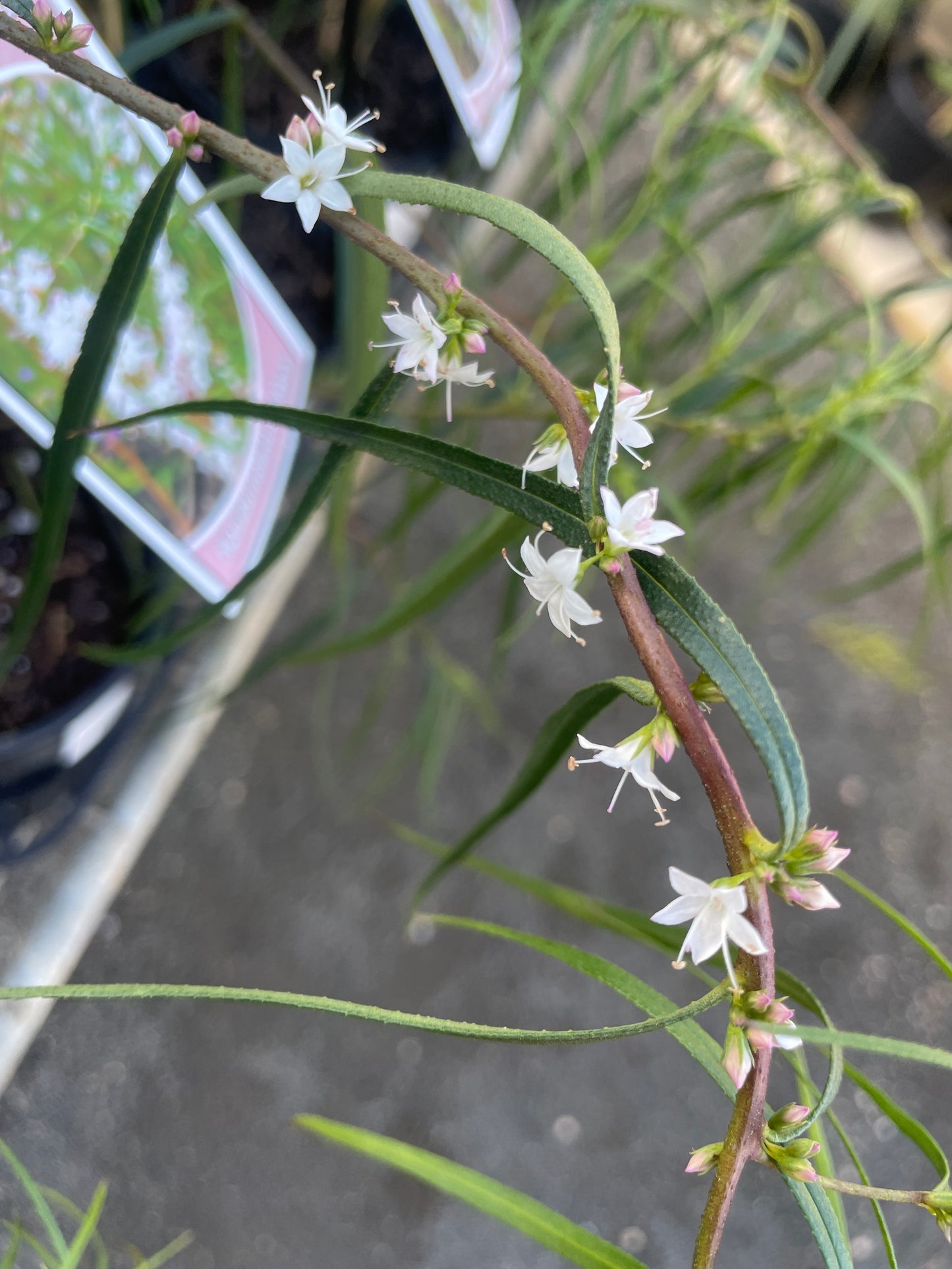 Myoporum floribundum x bateae