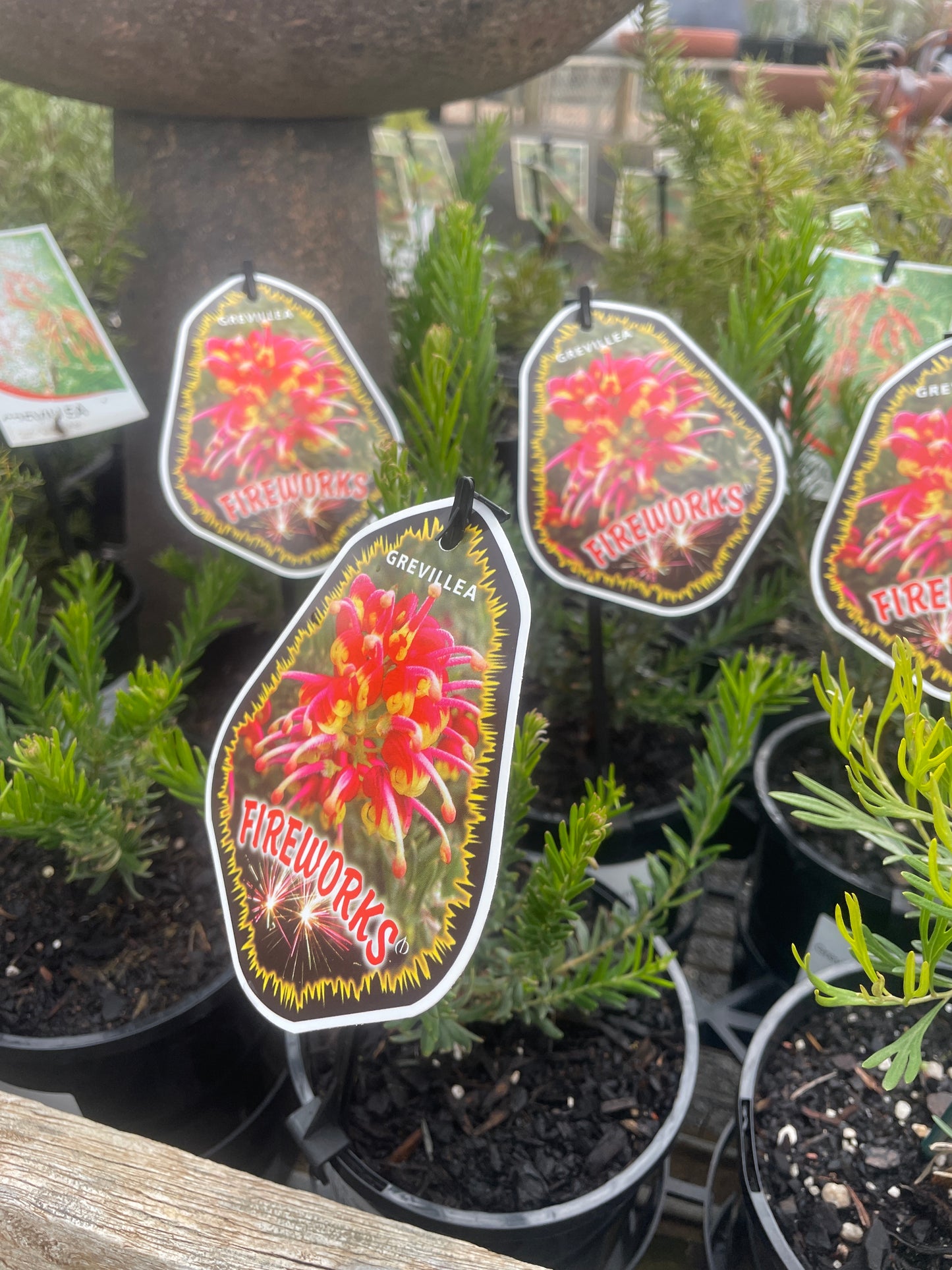 Grevillea 'Fireworks'
