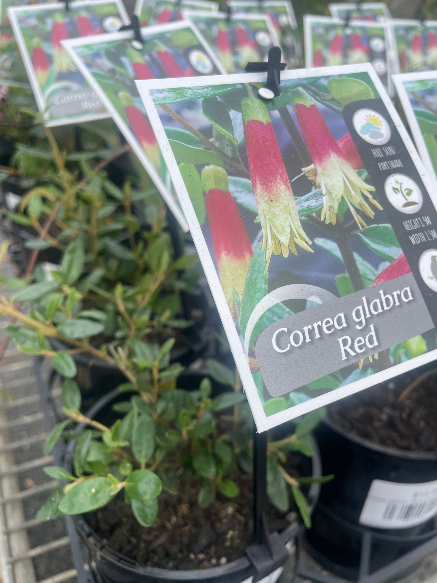Correa glabra - Rock Correa Red