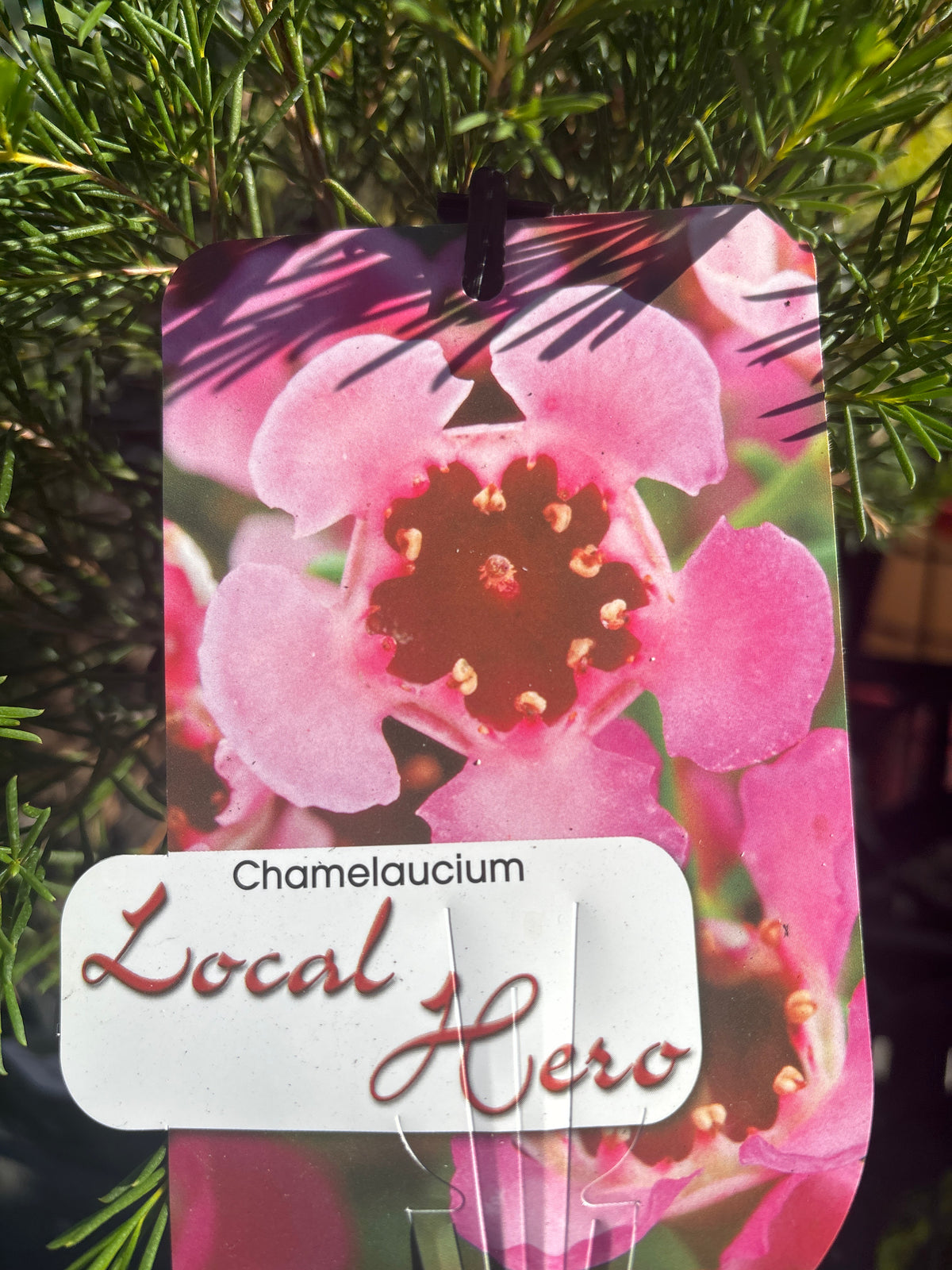 Chamelaucium uncinatum ‘Local Hero’ – Pink Waxflower
