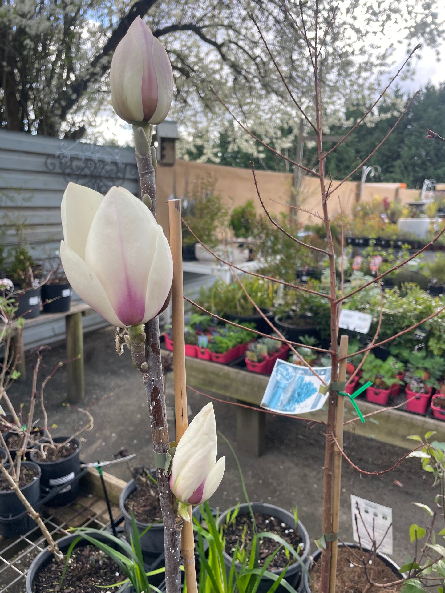Magnolia 'Manchu Fan'